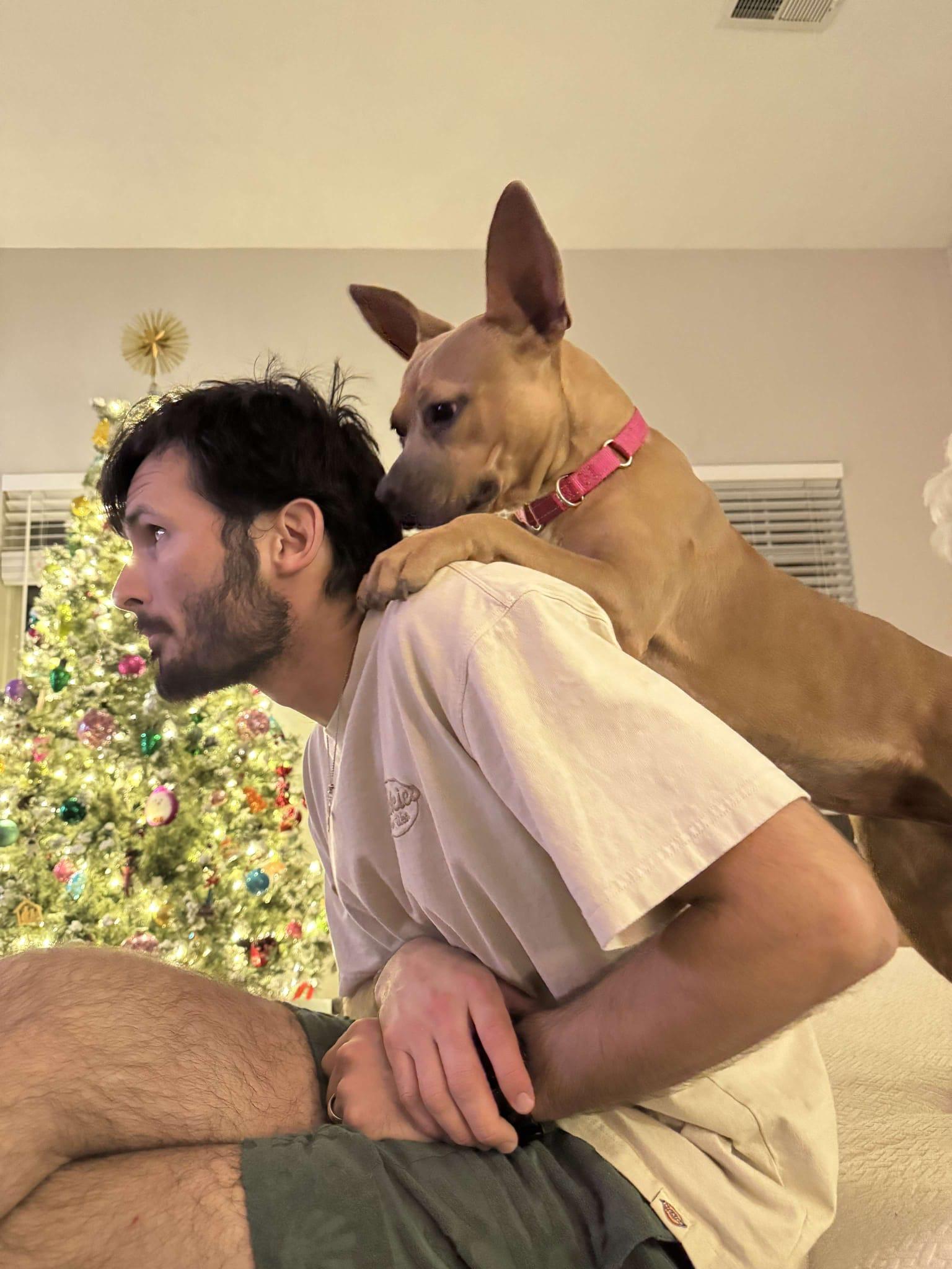 Enlarge Tess, a ADOPTABLE mixed breed in Yonkers, NY image 3/6