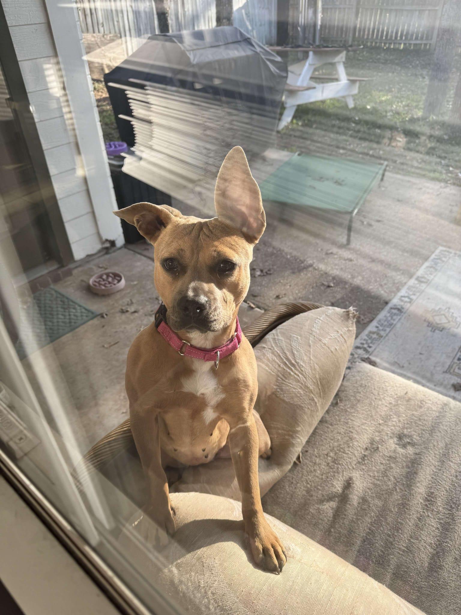 Enlarge Tess, a ADOPTABLE mixed breed in Yonkers, NY image 2/6