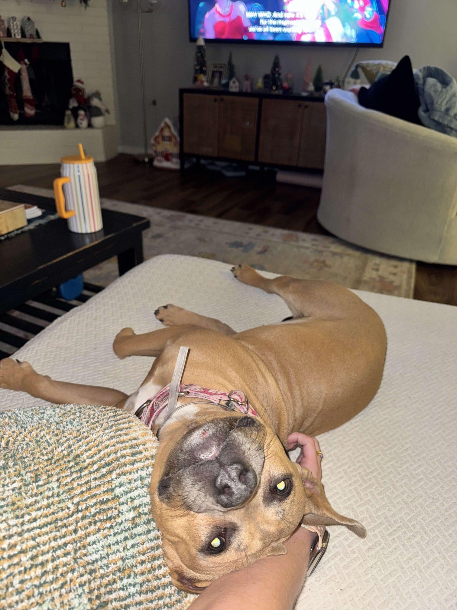 Enlarge Tess, a ADOPTABLE mixed breed in Yonkers, NY image 4/6