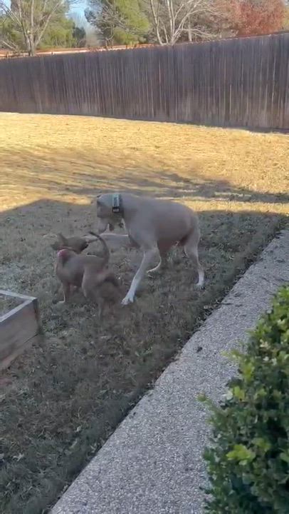 Enlarge Tess, a ADOPTABLE mixed breed in Yonkers, NY video 5/6