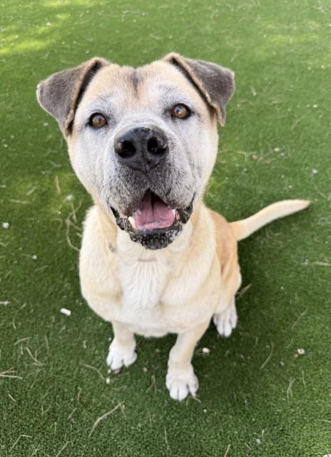 Enlarge TEDDY, a Adoptable mixed breed in Castaic, CA image 1/1