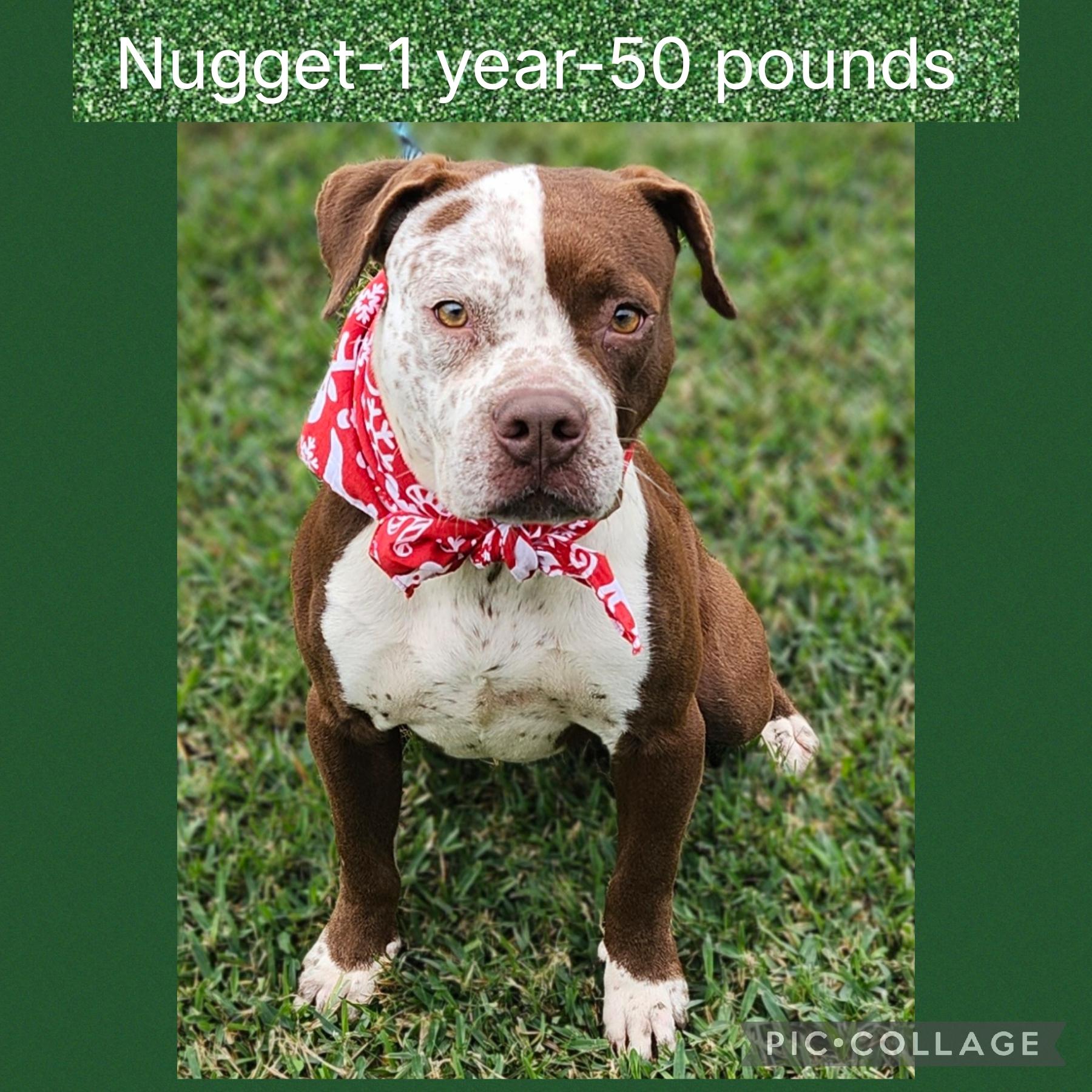 Nugget, adopted, Adult Male Pit Bull Terrier.
