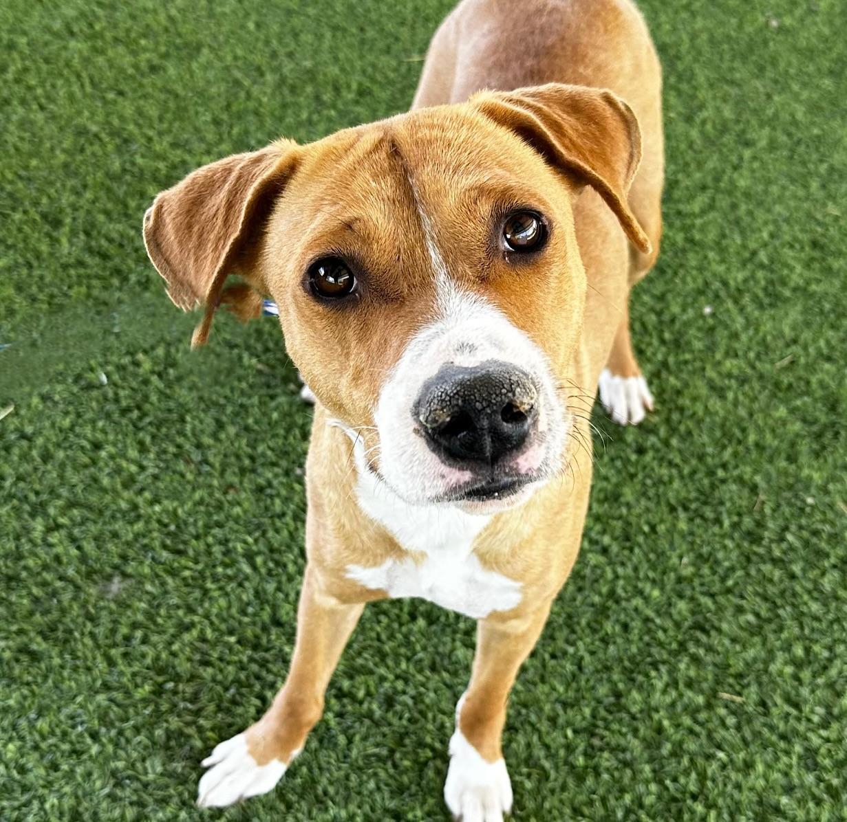 Clover, a Adoptable Mixed Breed in El Paso, TX image 2/6