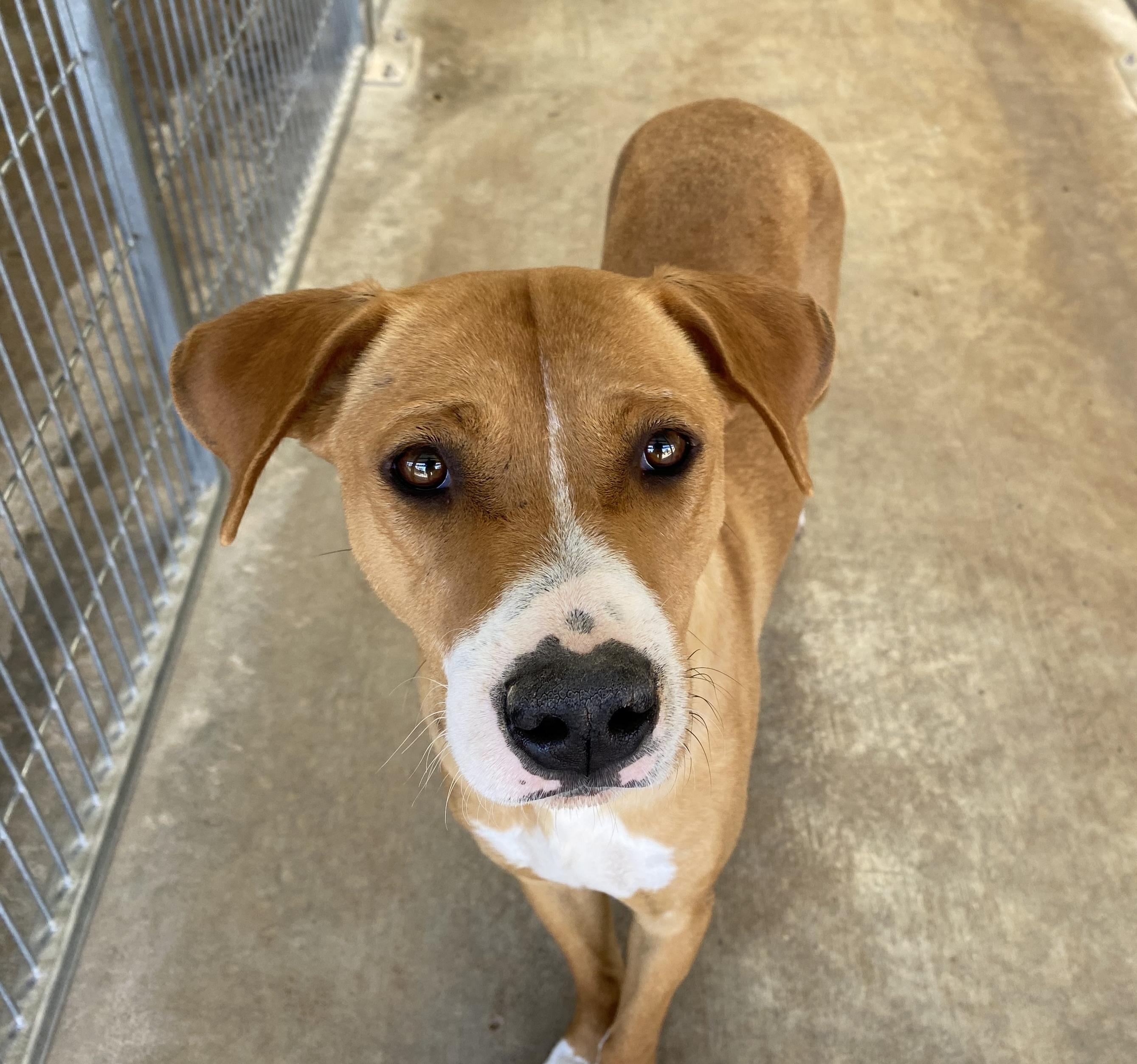 Clover, a Adoptable Mixed Breed in El Paso, TX image 4/6