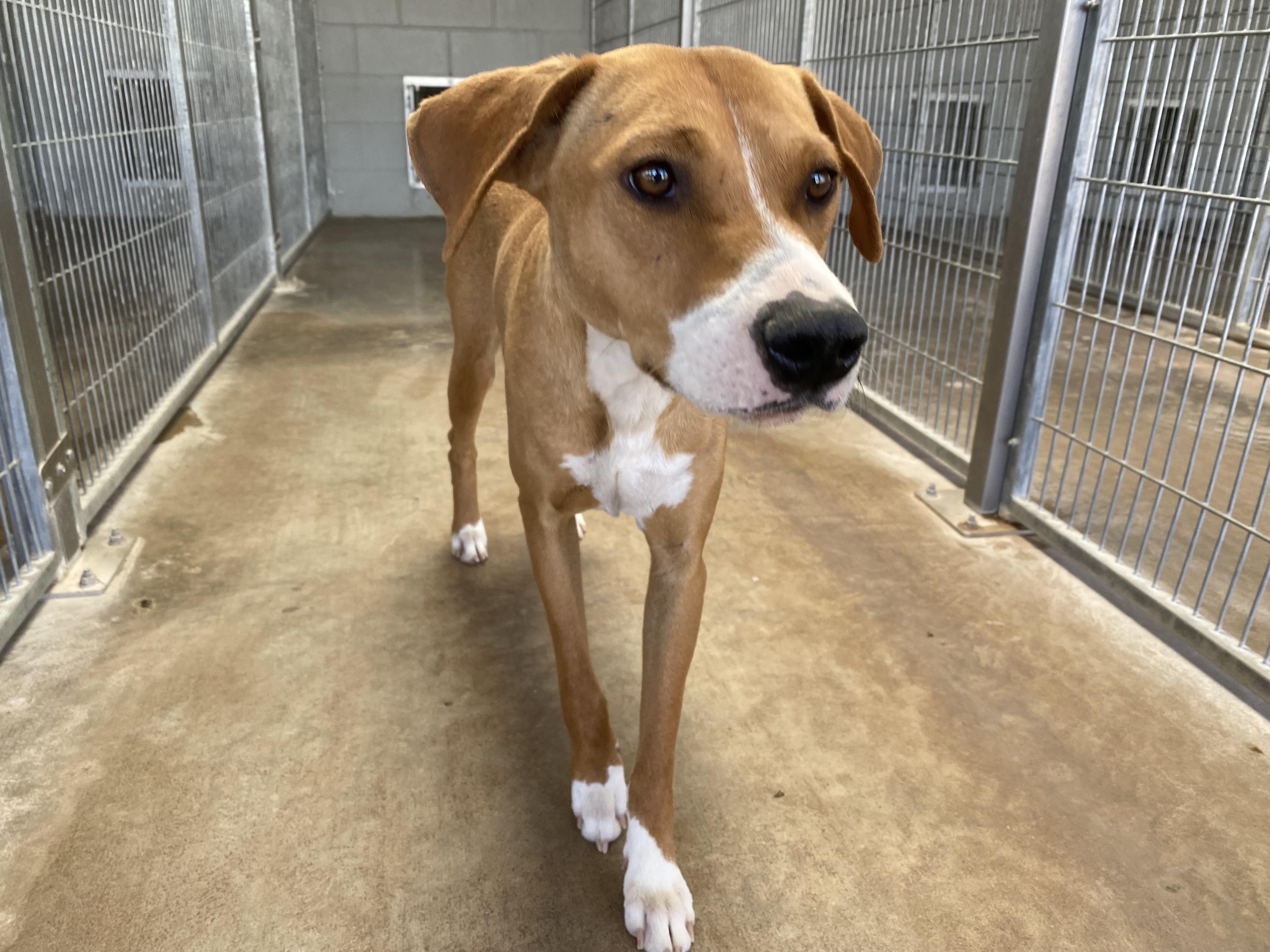 Clover, a Adoptable Mixed Breed in El Paso, TX image 5/6