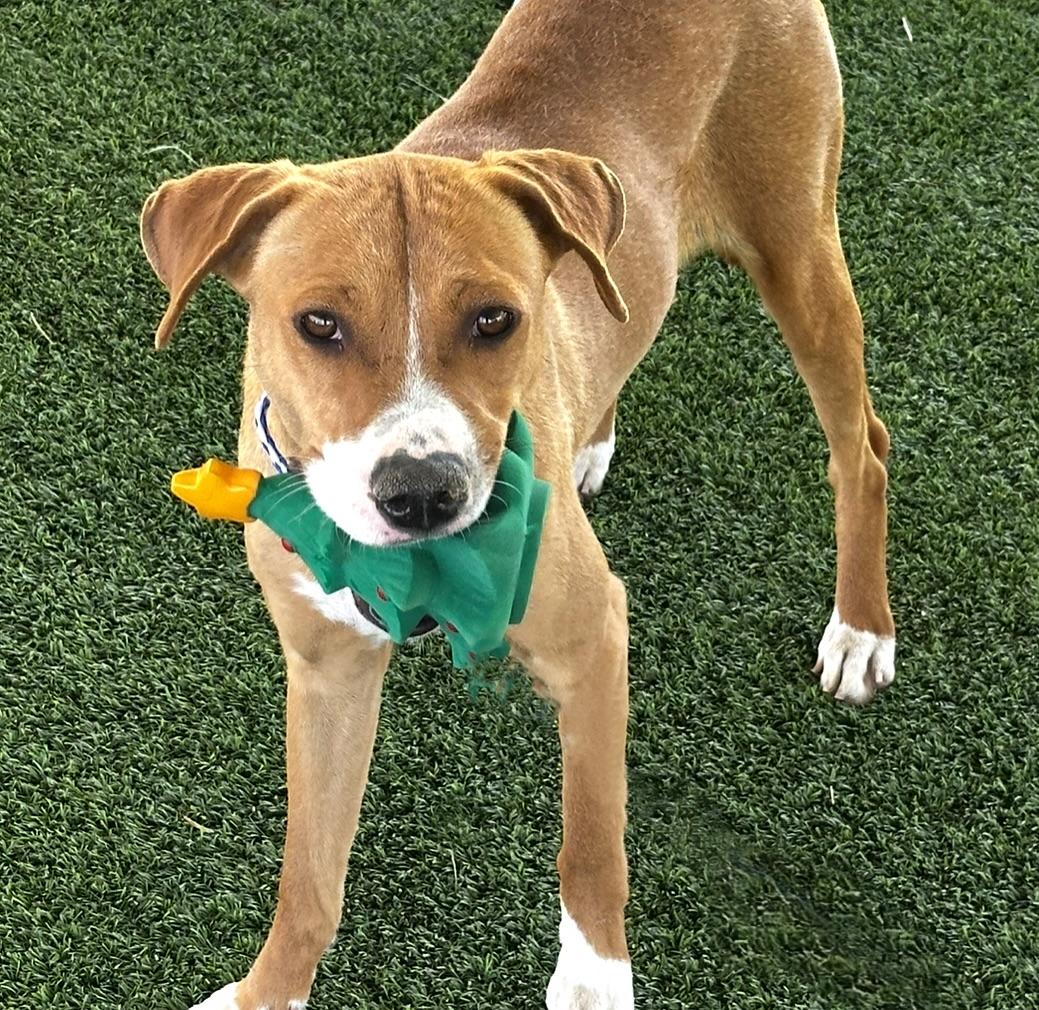 Clover, Young Female unknown