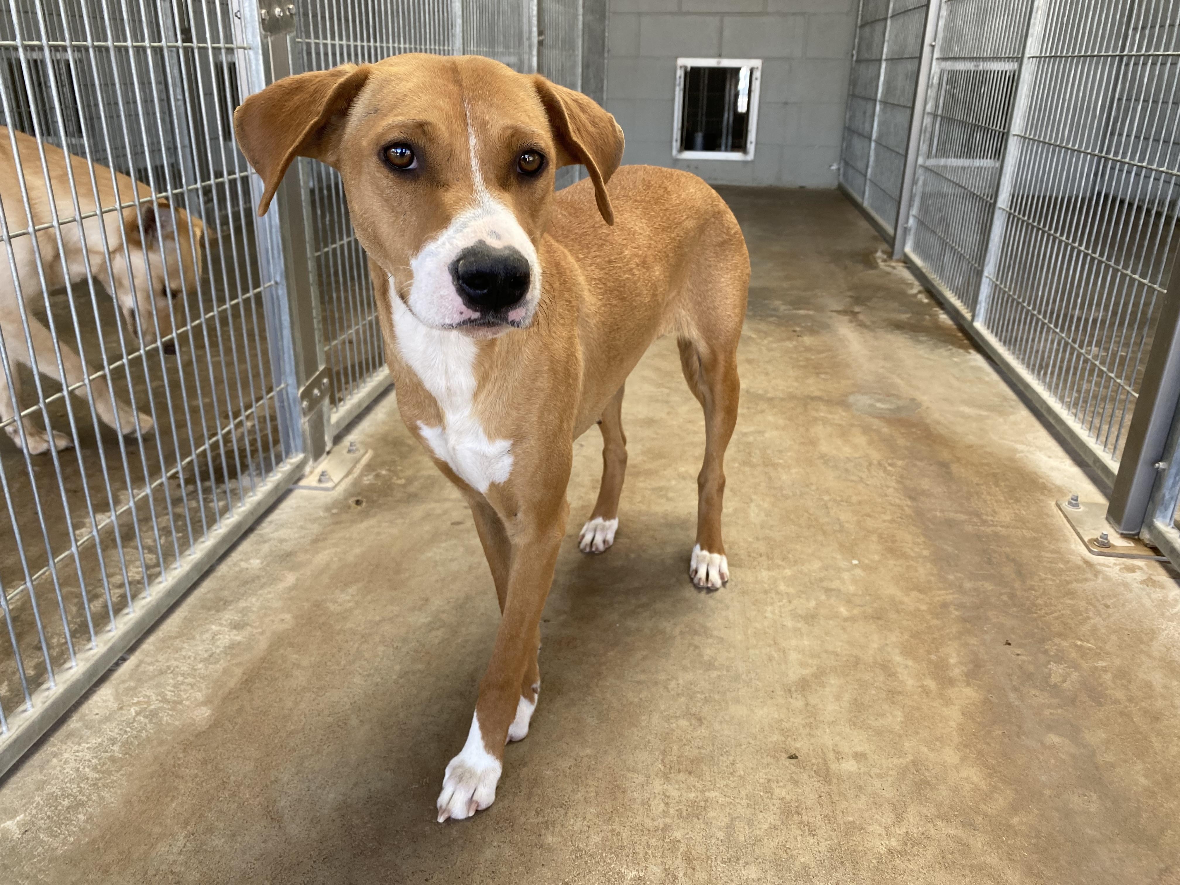 Clover, a Adoptable Mixed Breed in El Paso, TX image 6/6