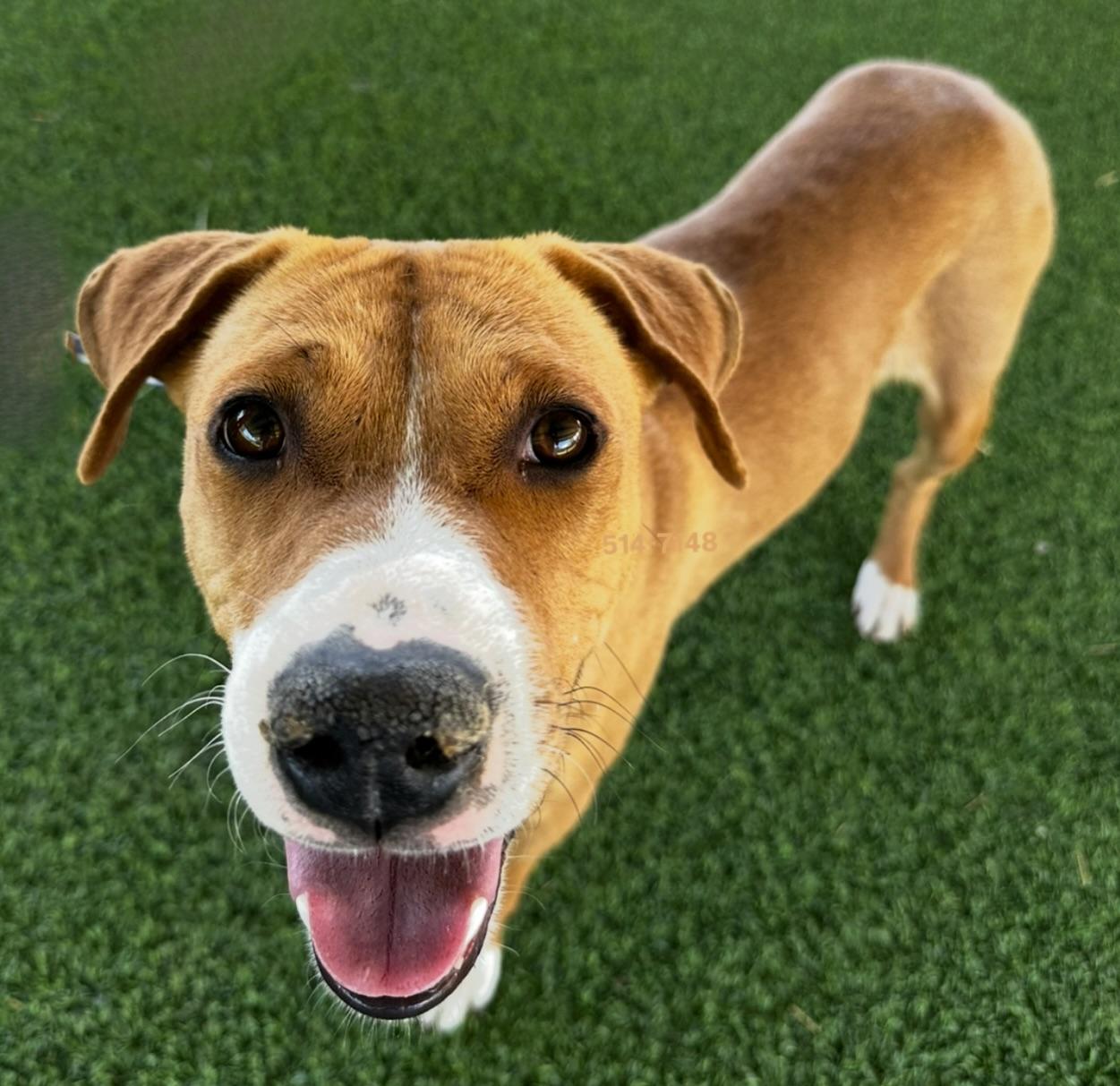 Clover, a Adoptable Mixed Breed in El Paso, TX image 3/6