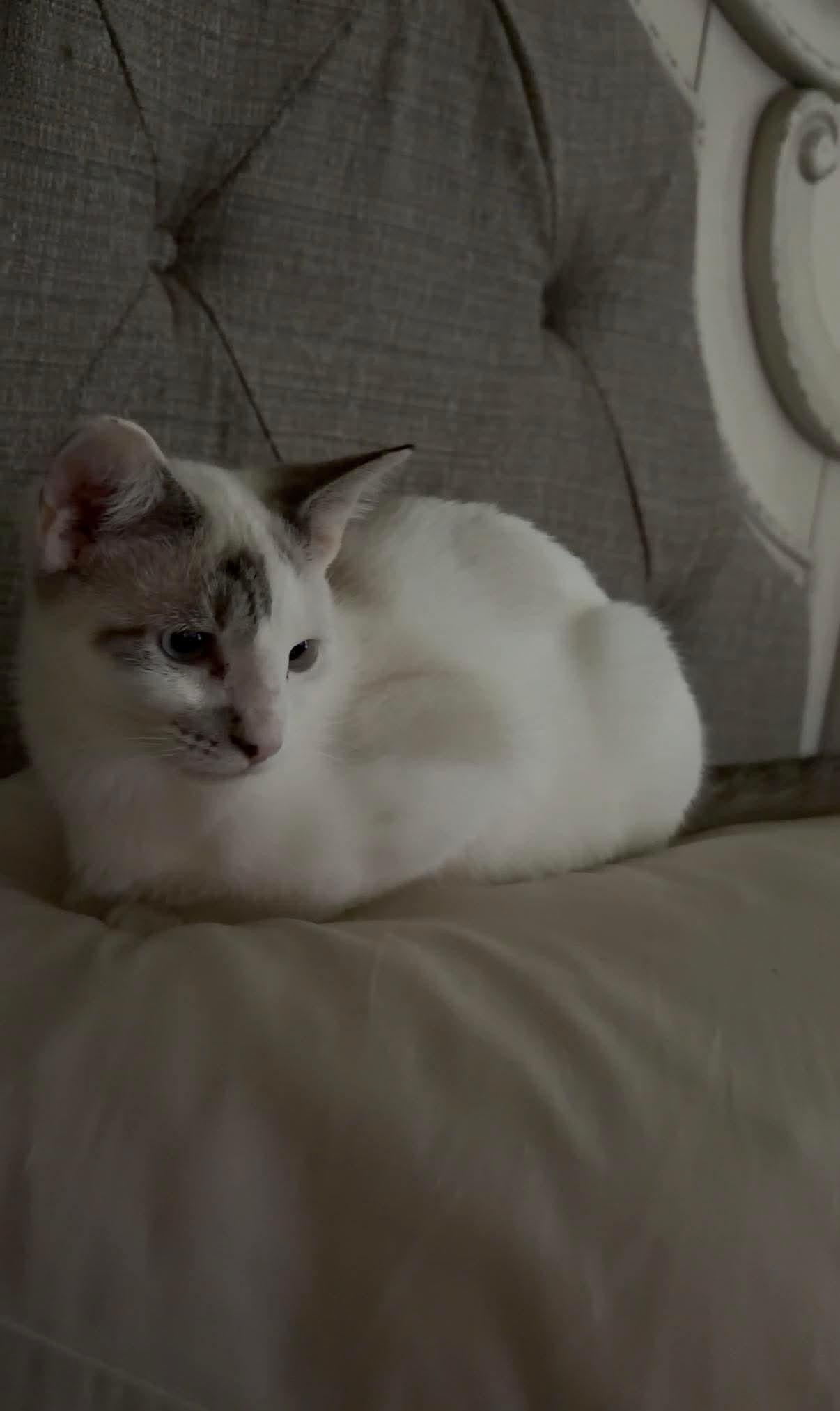 Enlarge Cruise, a Adopted Domestic Short Hair in Cosby, TN image 6/6