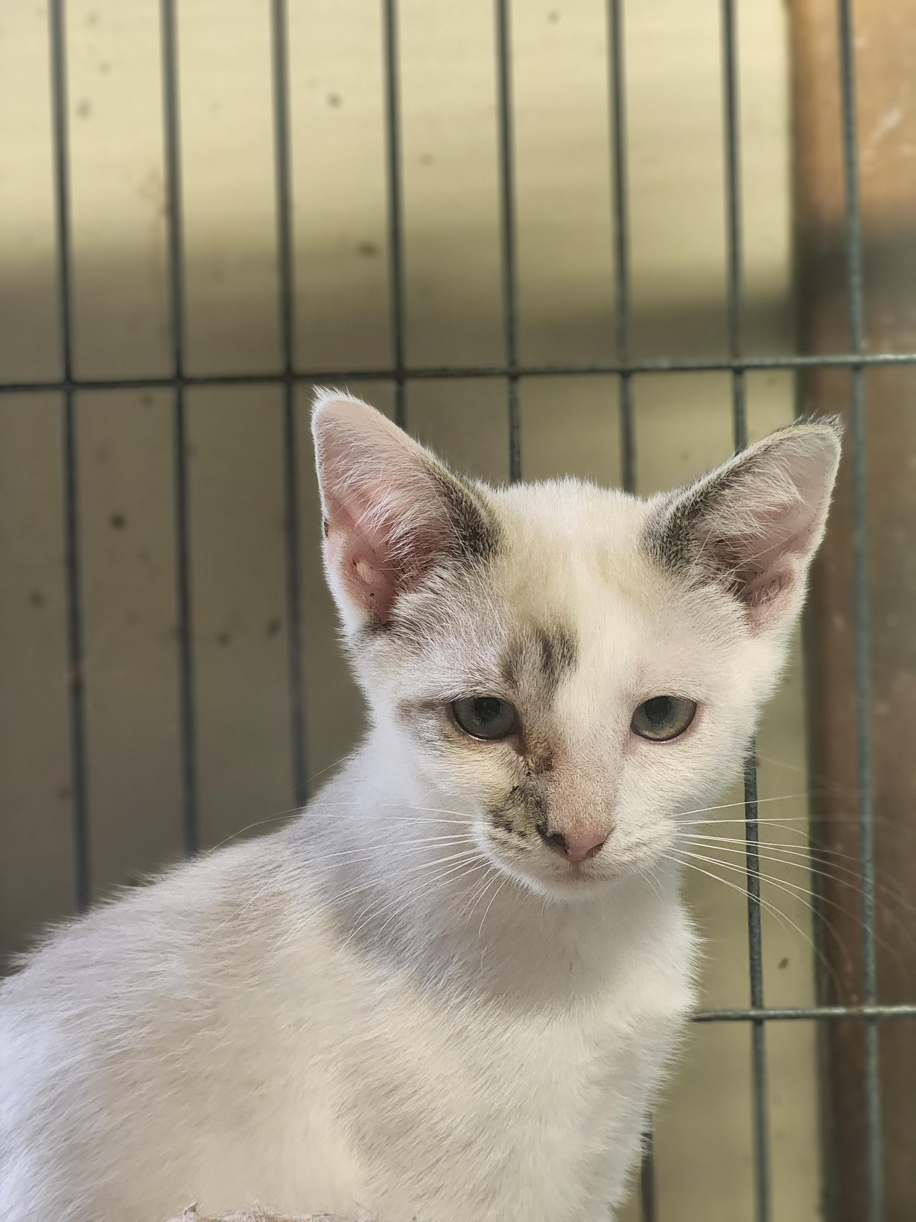 Enlarge Cruise, a Adopted Domestic Short Hair in Cosby, TN image 2/6