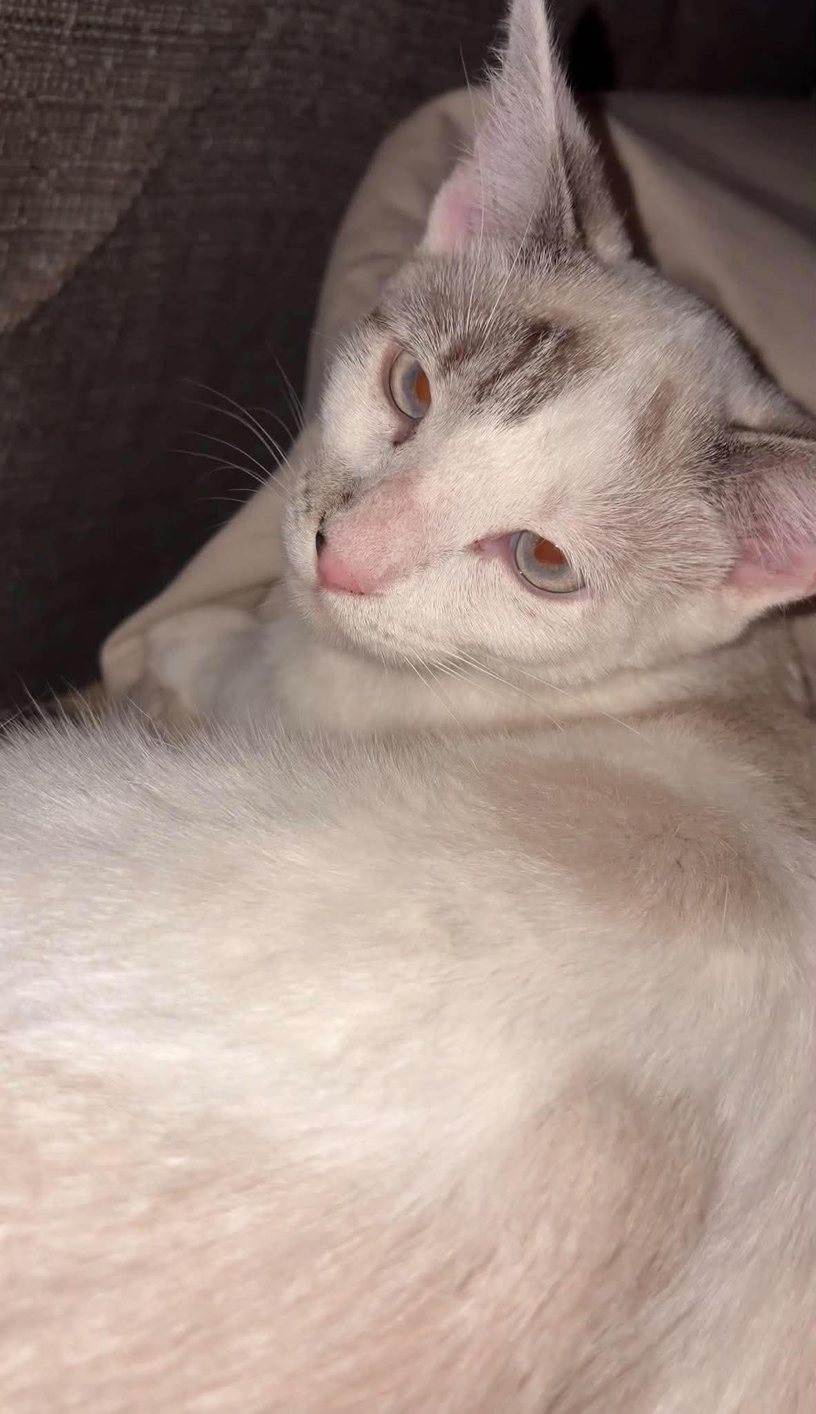Enlarge Cruise, a Adopted Domestic Short Hair in Cosby, TN image 5/6
