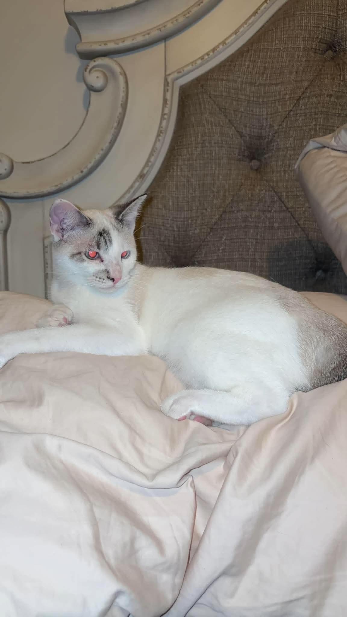 Enlarge Cruise, a Adopted Domestic Short Hair in Cosby, TN image 3/6
