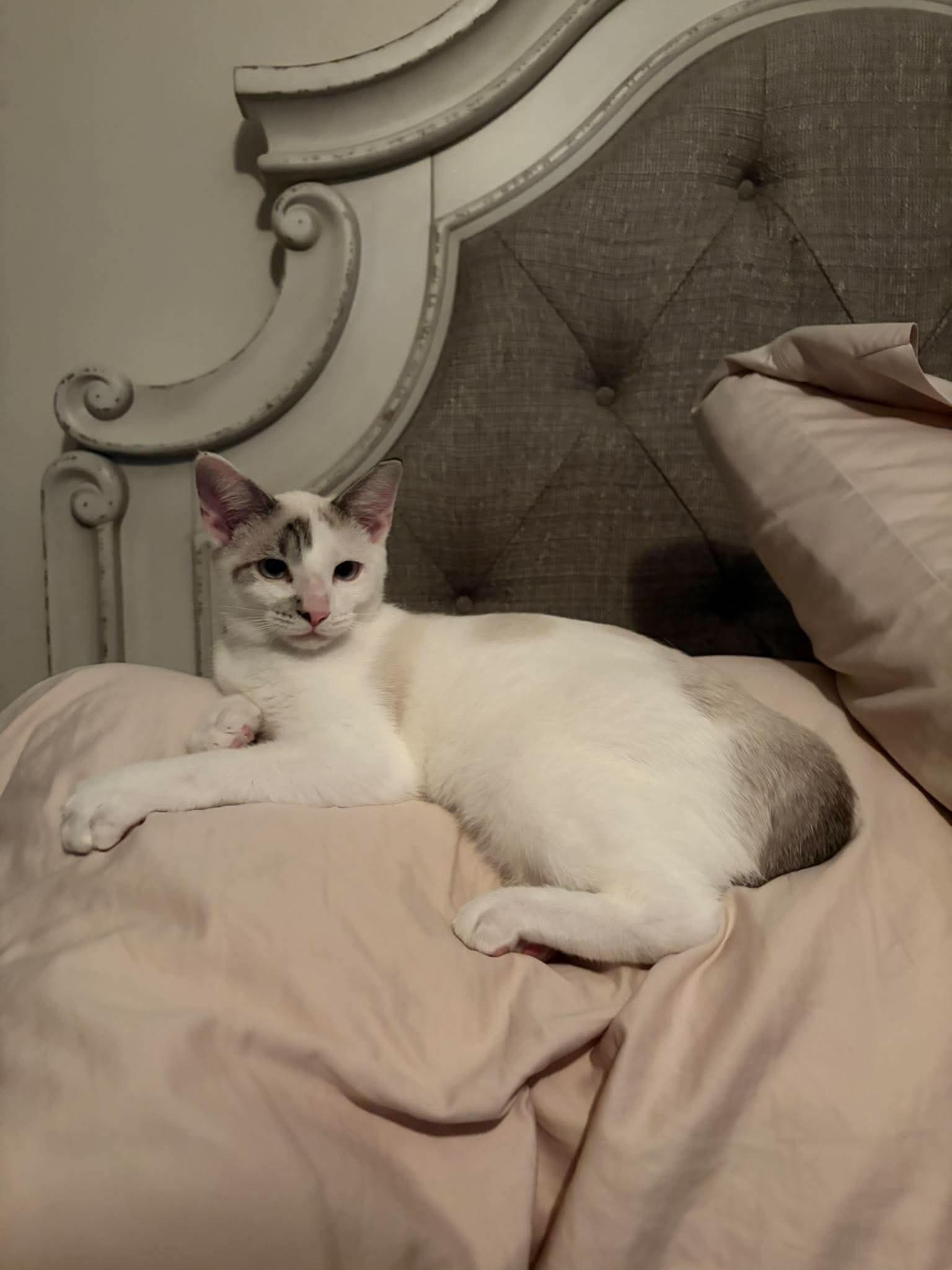 Enlarge Cruise, a Adopted Domestic Short Hair in Cosby, TN image 1/6