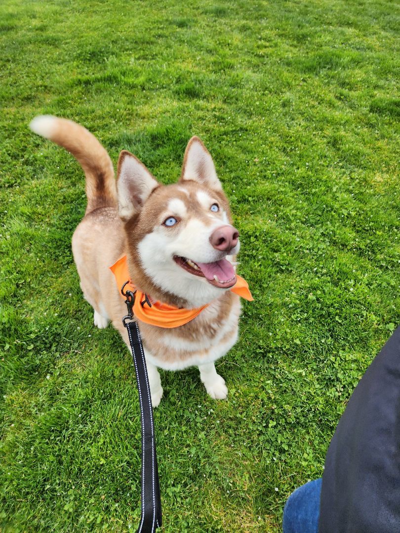 Feather, a Adoptable Siberian Husky in Yreka, CA image 1/10