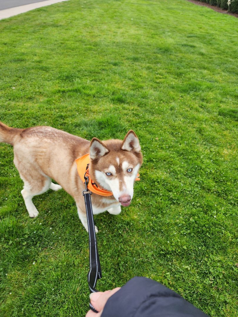 Feather, a Adoptable Siberian Husky in Yreka, CA image 2/10