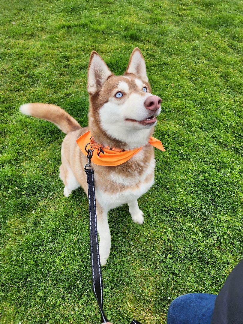 Feather, Adoptable, Adult Female Siberian Husky.