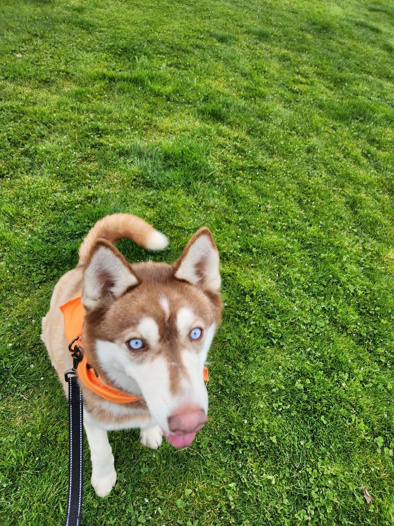 Feather, a Adoptable Siberian Husky in Yreka, CA image 4/10