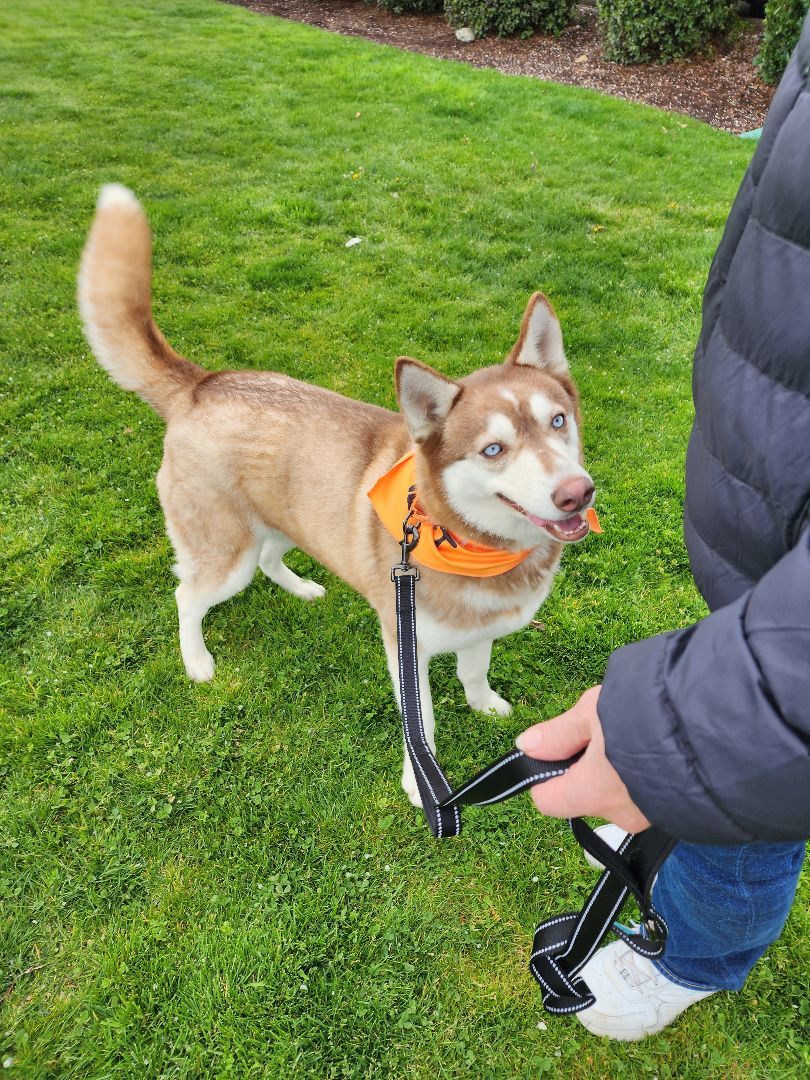 Feather, a Adoptable Siberian Husky in Yreka, CA image 5/10