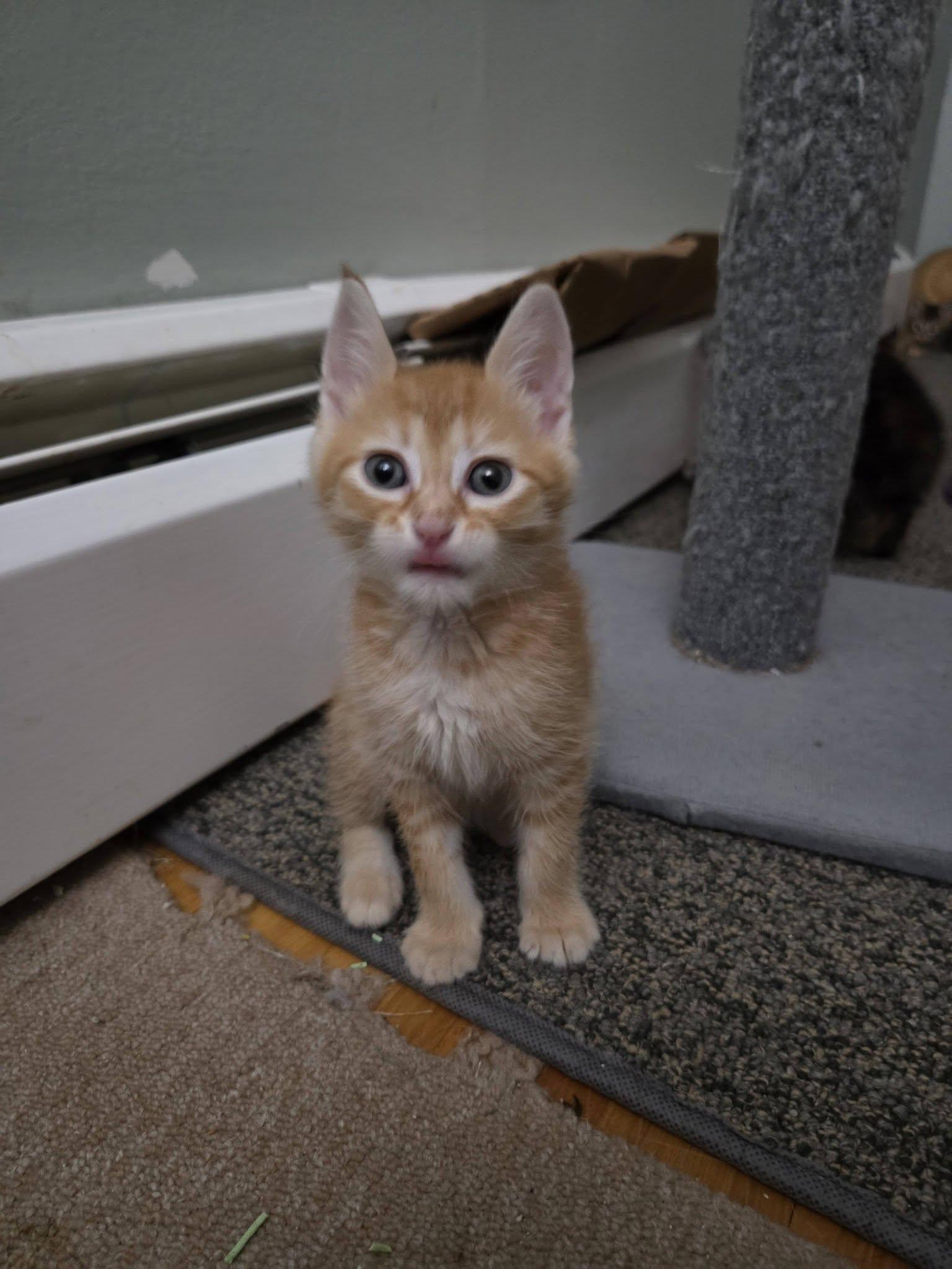Enlarge Venus - Kitten, a Adoptable Domestic Short Hair in Enfield, CT image 1/3