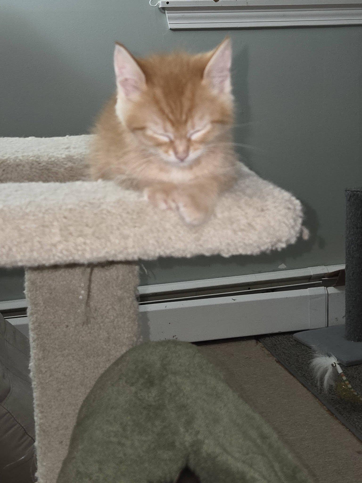 Enlarge Venus - Kitten, a Adoptable Domestic Short Hair in Enfield, CT image 2/3