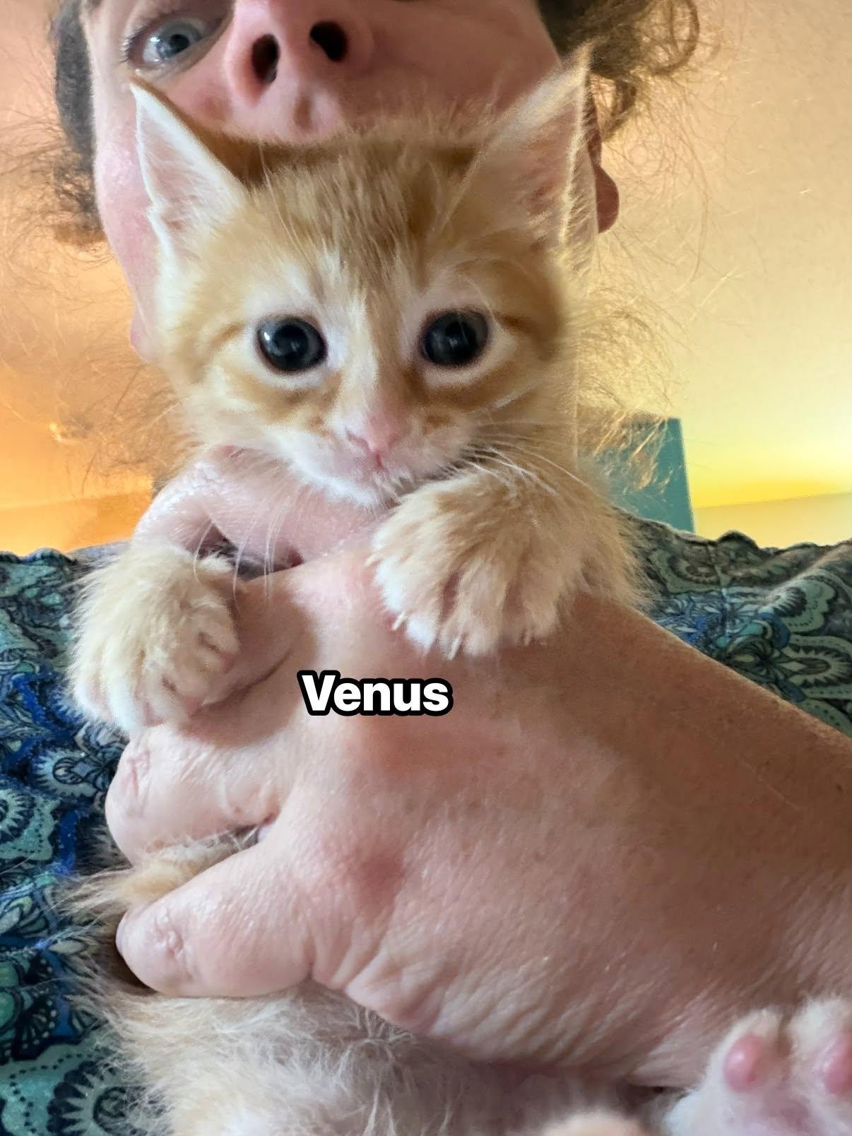 Enlarge Venus - Kitten, a Adoptable Domestic Short Hair in Enfield, CT image 3/3