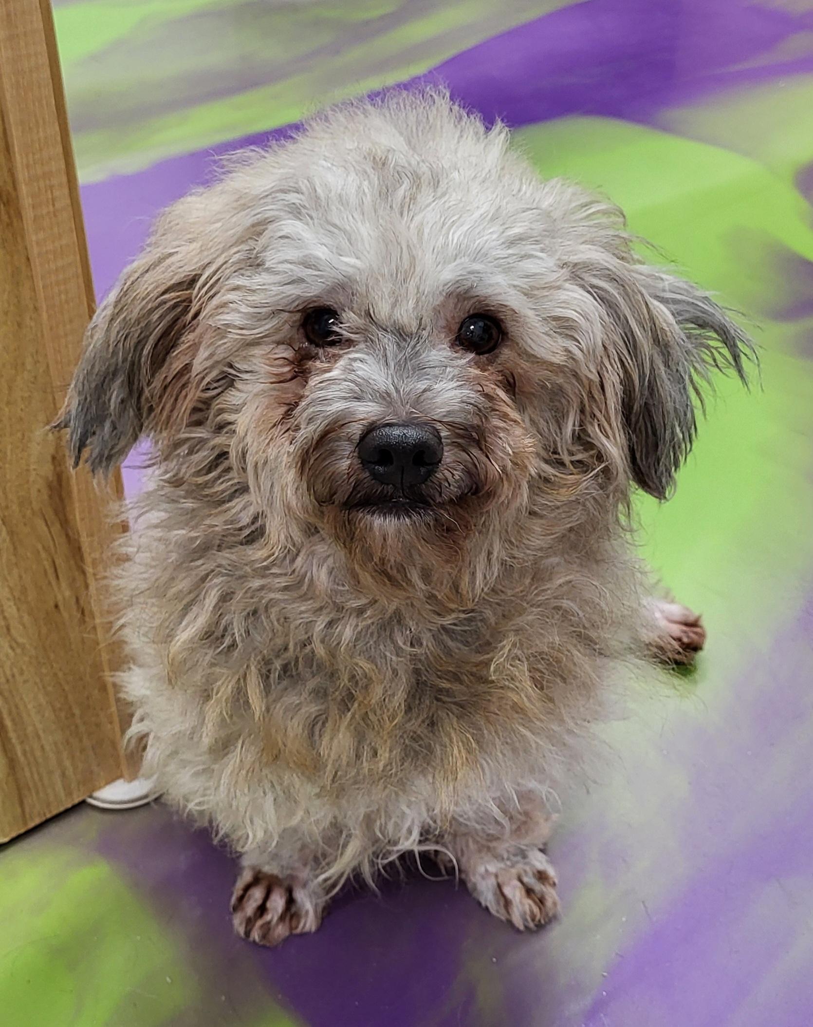 Enlarge Rhett, a Adoptable mixed breed in Anna, IL image 2/4