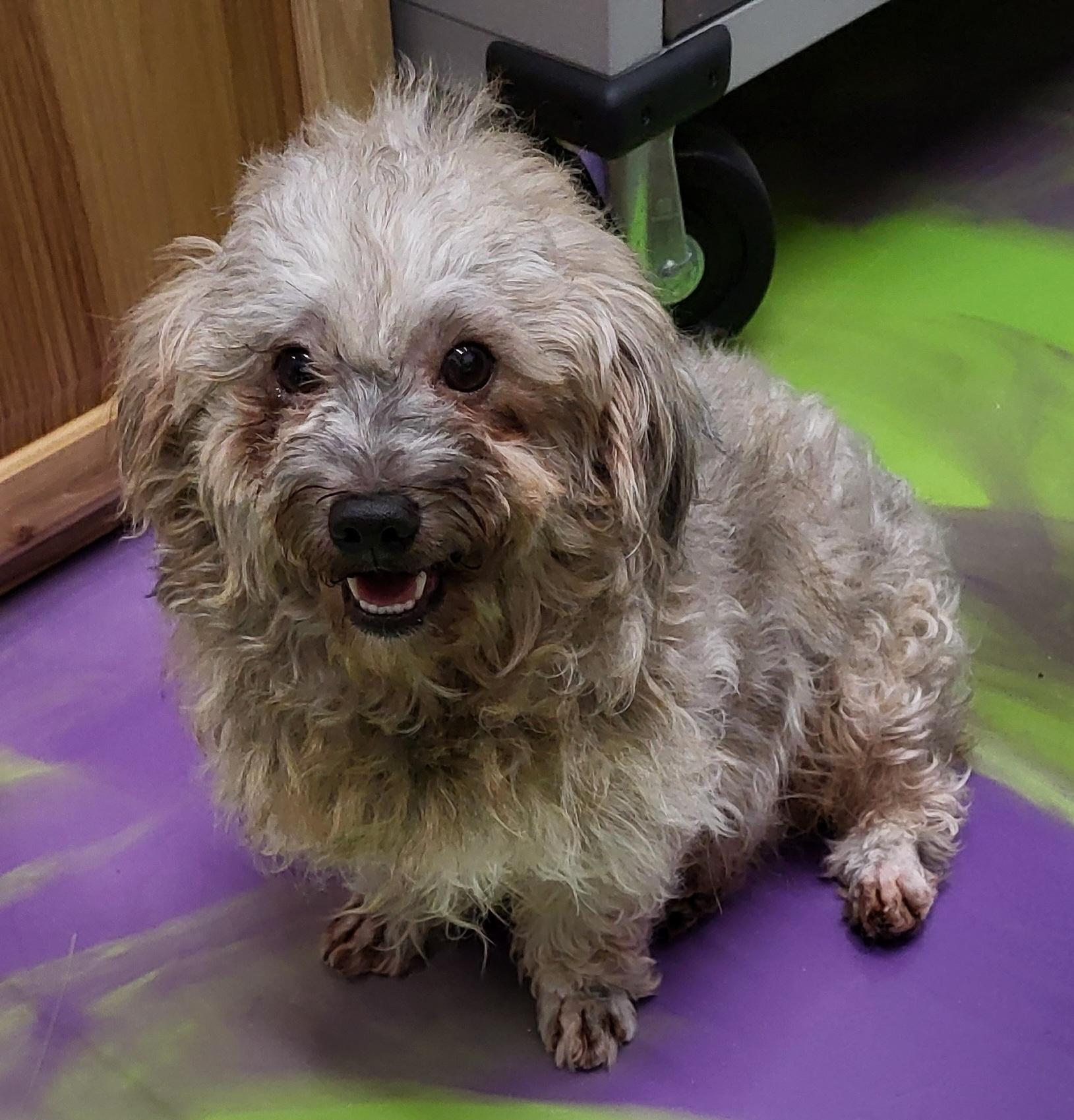 Enlarge Rhett, a Adoptable mixed breed in Anna, IL image 3/4