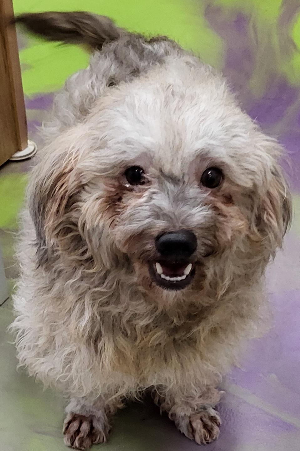 Rhett, Adoptable, Young Male Yorkshire Terrier.