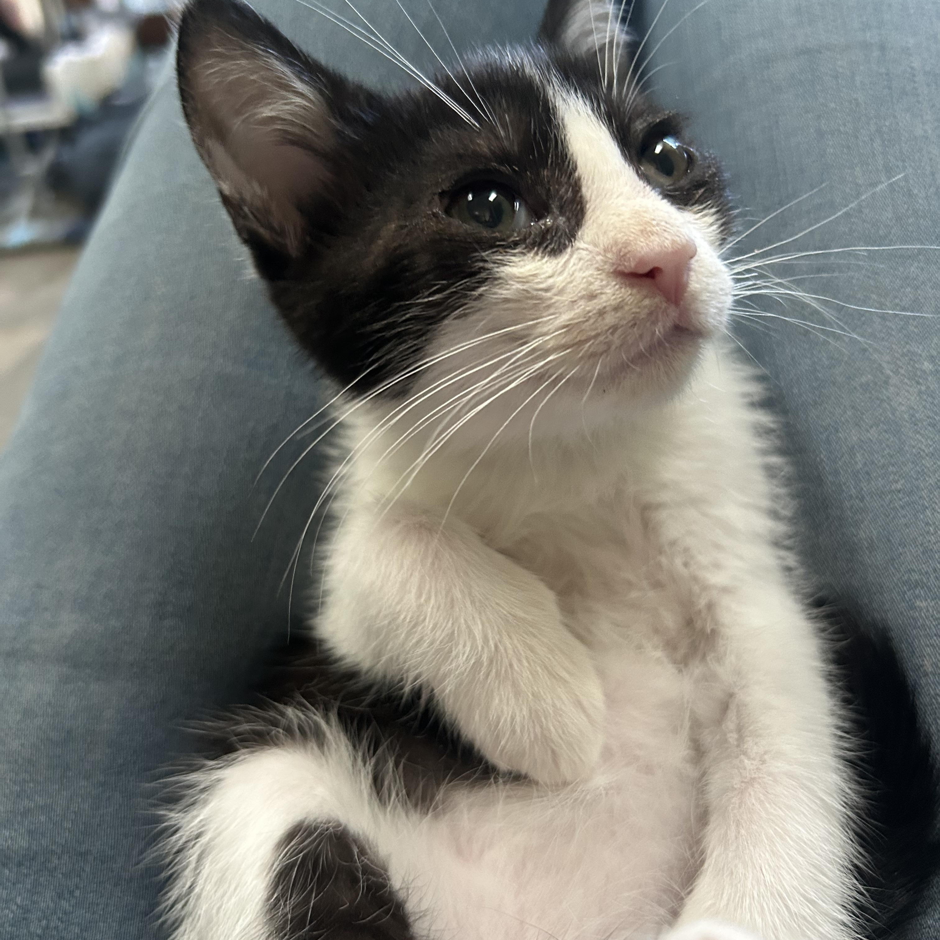 Enlarge Lyric, a Adoptable mixed breed in Macomb, MI image 1/4