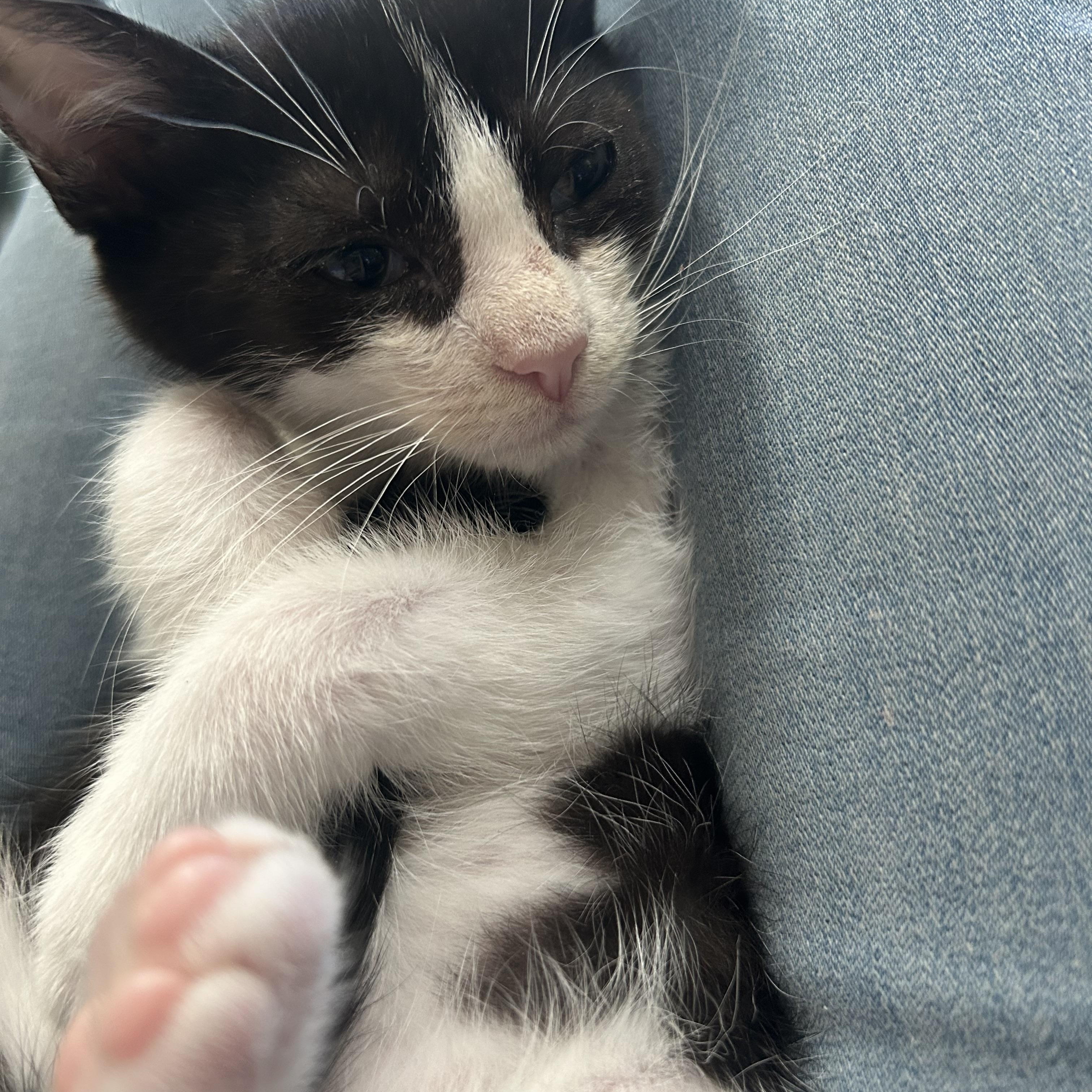 Enlarge Lyric, a Adoptable mixed breed in Macomb, MI image 2/4