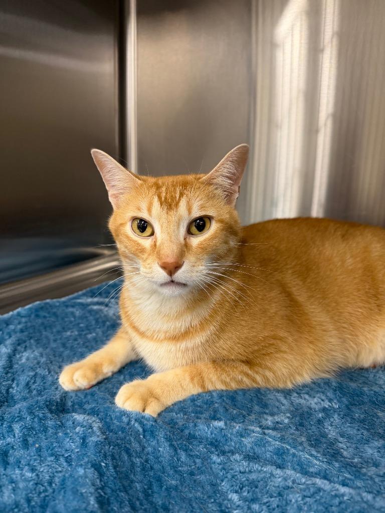 Apollo, Adoptable, Adult Male Domestic Short Hair.