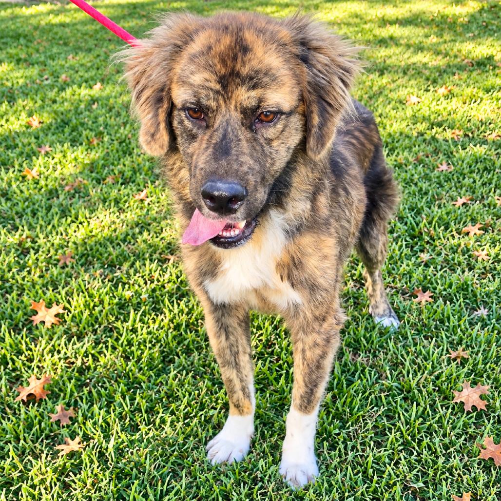 Sarge, Adoptable, Young Male Anatolian Shepherd & Australian Shepherd.