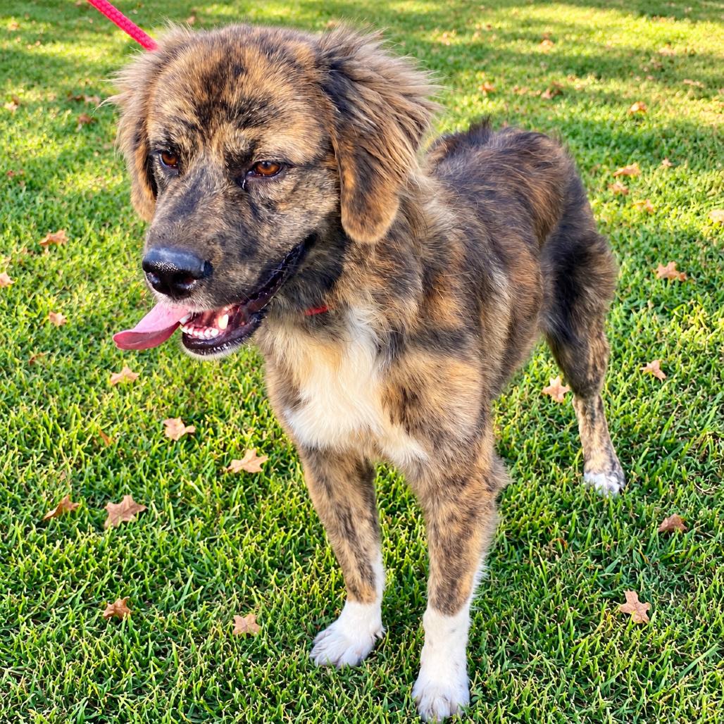 Enlarge Sarge, a Adoptable mixed breed in New Orleans, LA image 2/4