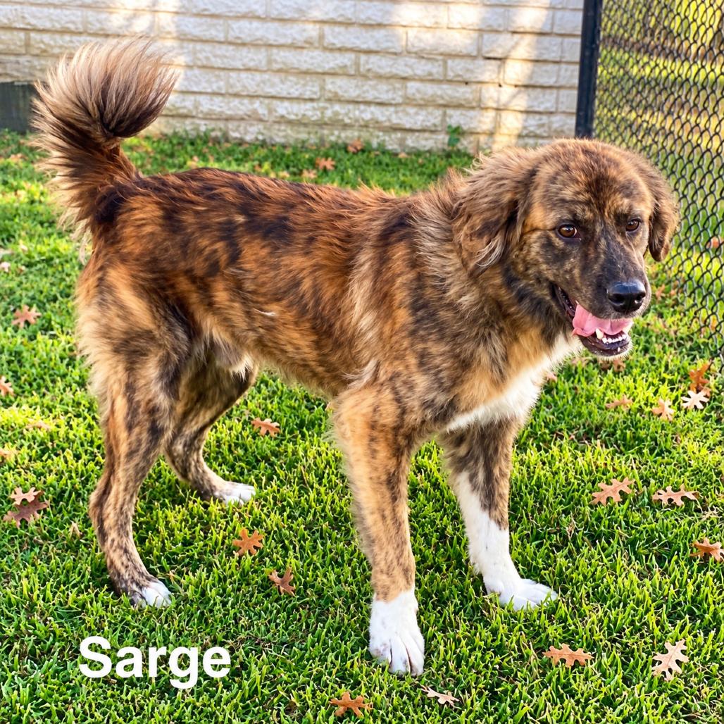 Enlarge Sarge, a Adoptable mixed breed in New Orleans, LA image 3/4