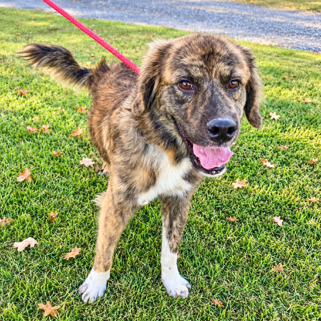 Enlarge Sarge, a Adoptable mixed breed in New Orleans, LA image 4/4