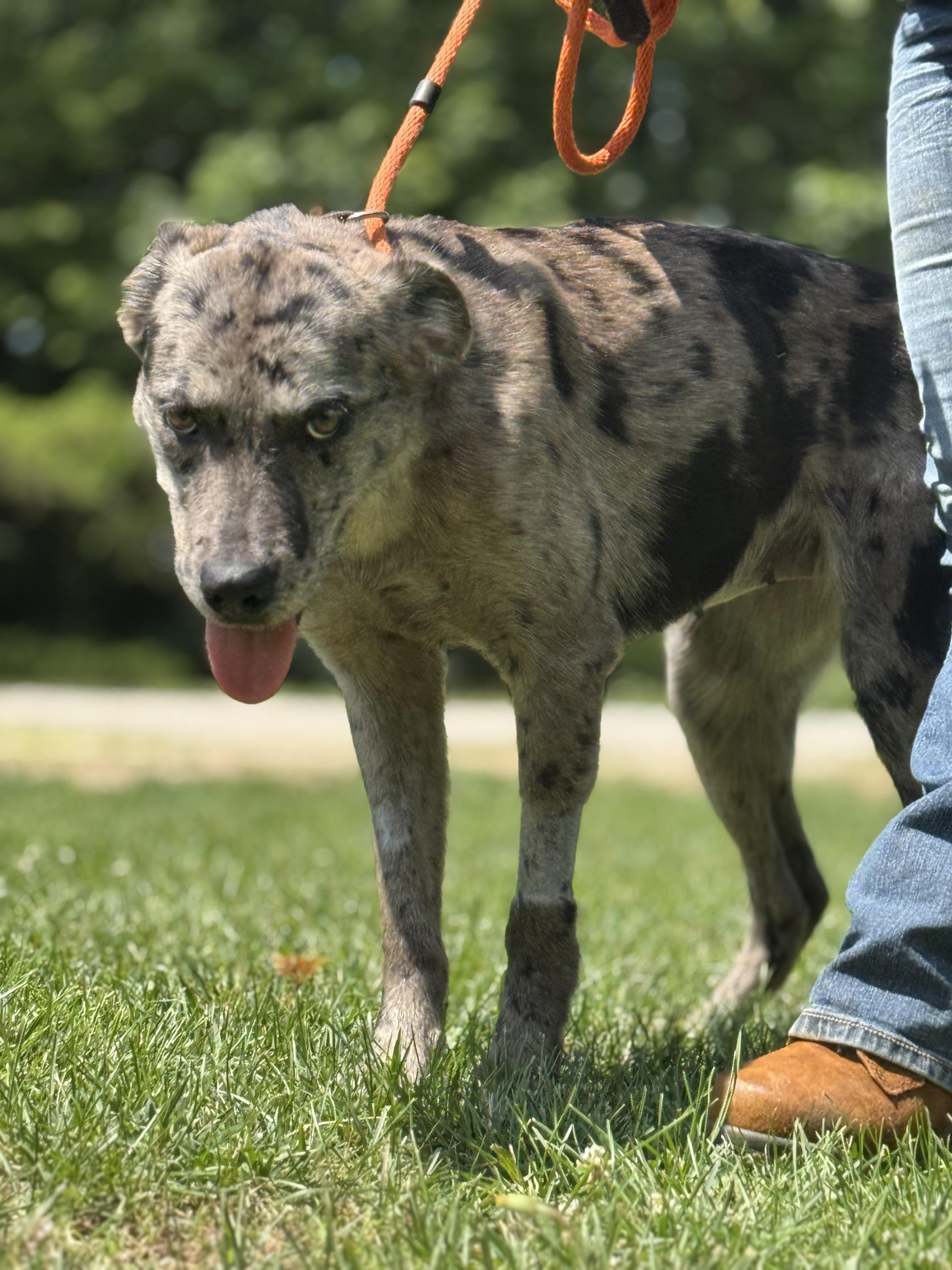 Smoke Show, an adopted Catahoula Leopard Dog in Richmond, VA image 5/6