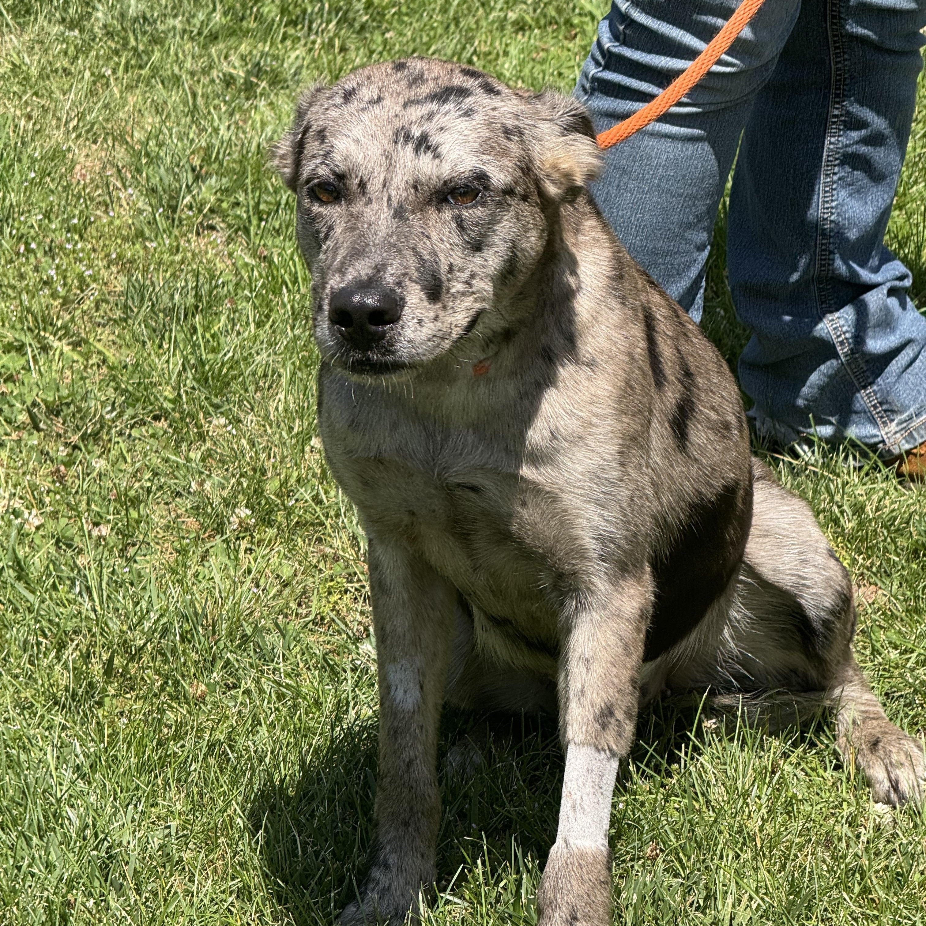 Smoke Show, an adopted Catahoula Leopard Dog in Richmond, VA image 4/6