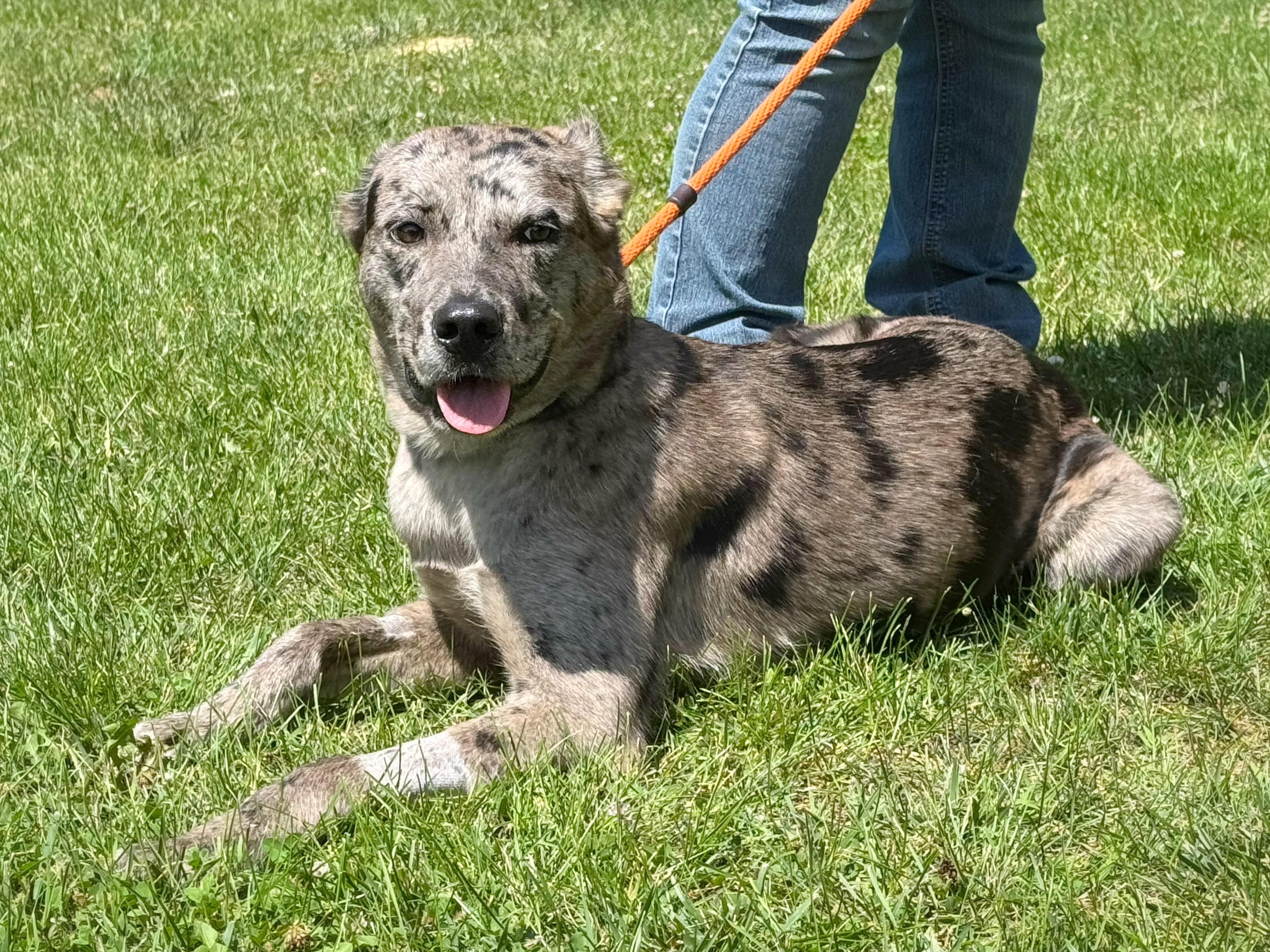 Smoke Show, adopted, Adult Female Catahoula Leopard Dog.