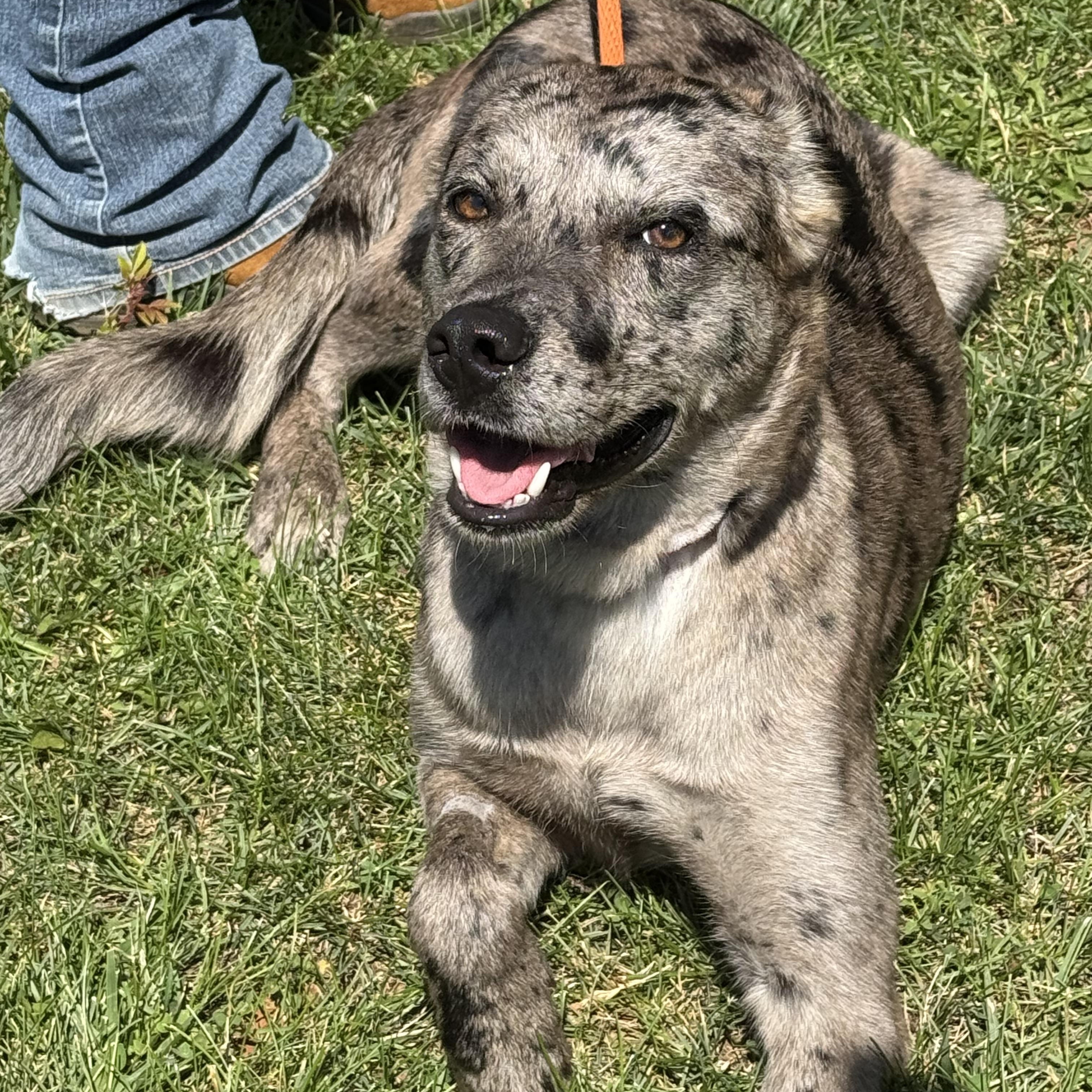 Smoke Show, an adopted Catahoula Leopard Dog in Richmond, VA image 2/6