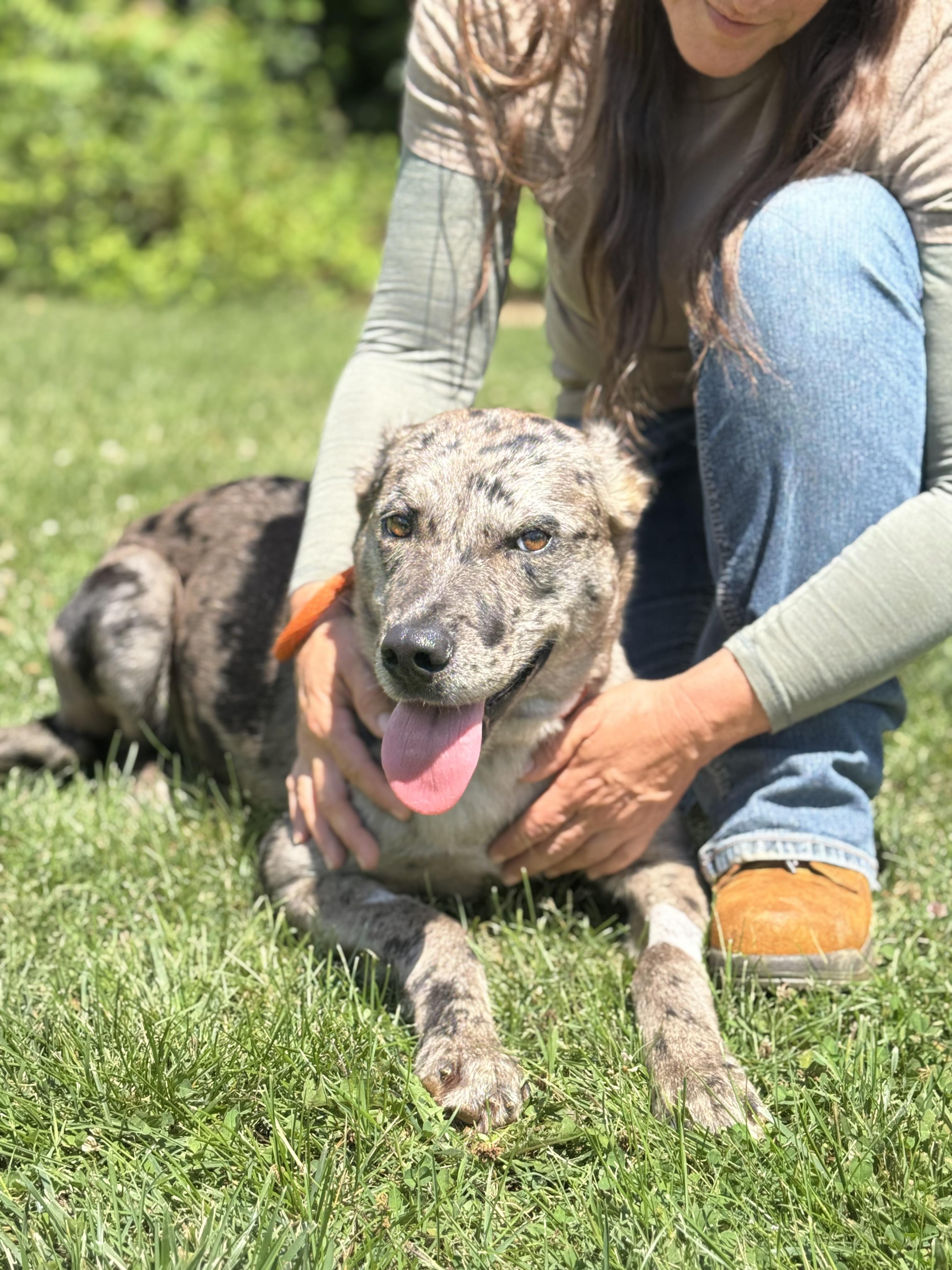 Smoke Show, an adopted Catahoula Leopard Dog in Richmond, VA image 6/6