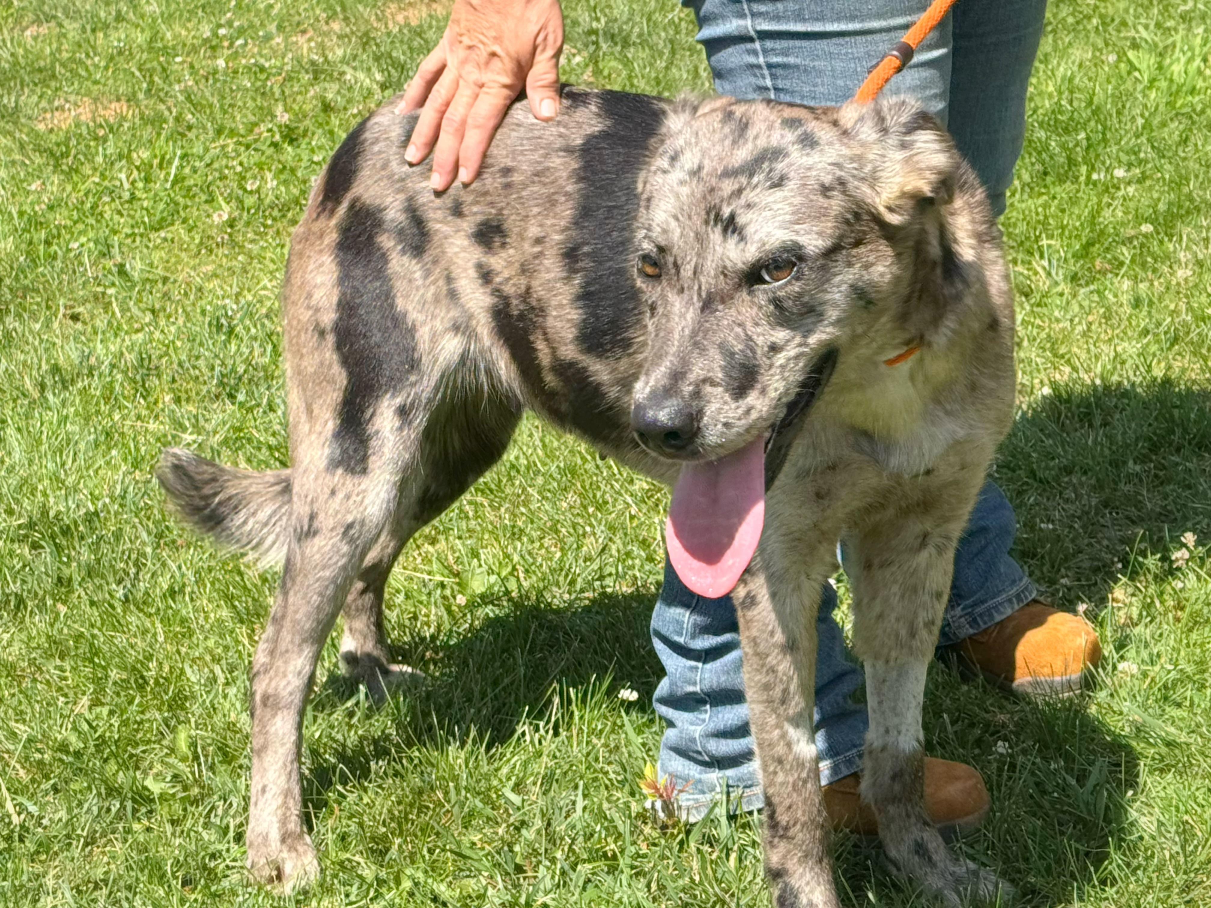 Smoke Show, an adopted Catahoula Leopard Dog in Richmond, VA image 3/6