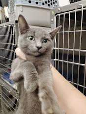 Triton, Adoptable, Kitten Male Domestic Short Hair.