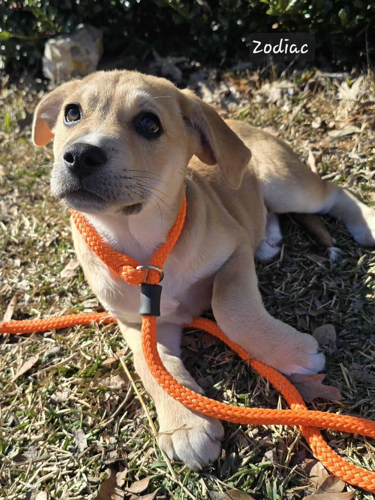 Zodiac, Adoptable, Puppy Female Labrador Retriever.