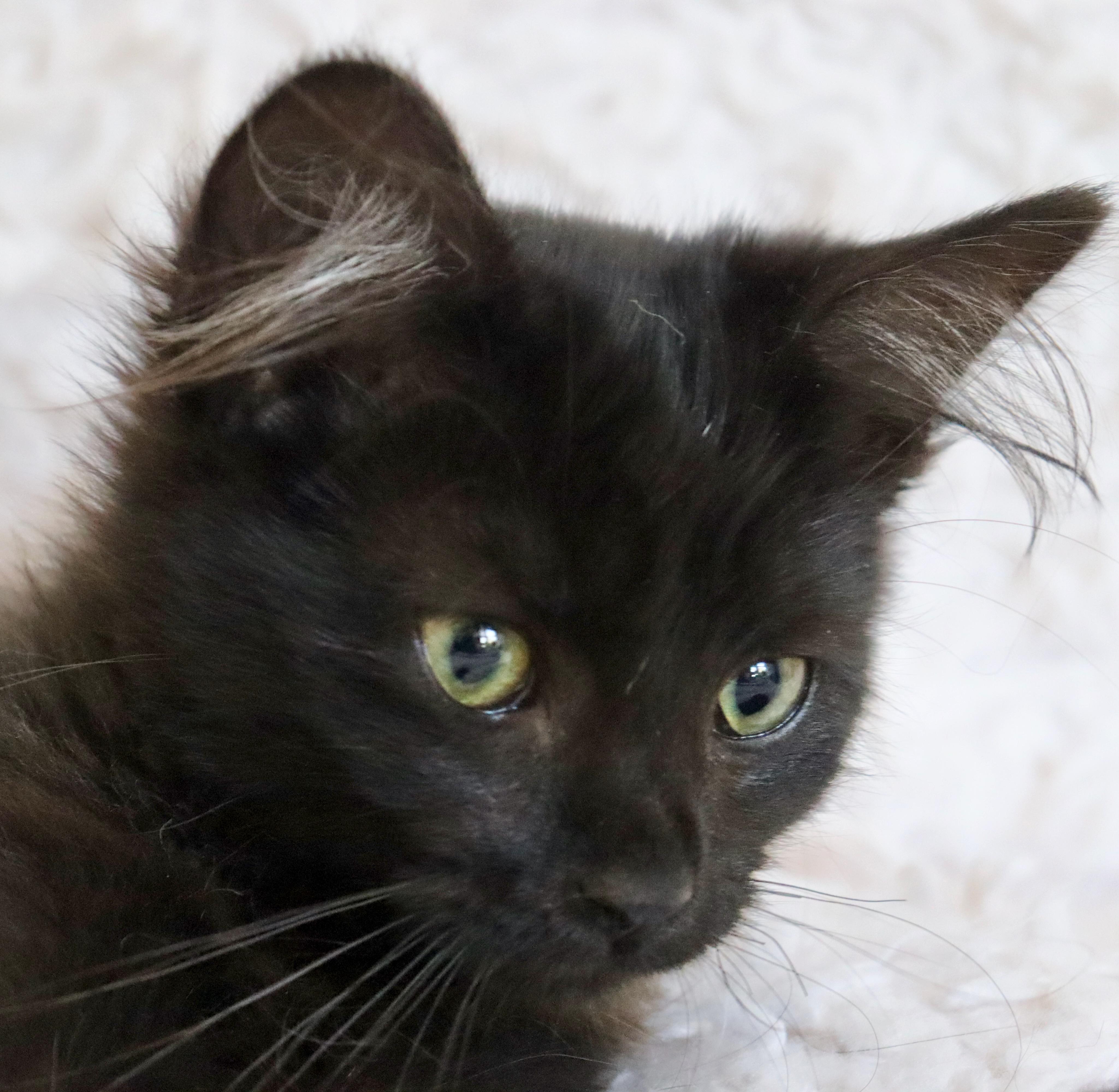 Wizard, an adopted mixed breed in Saint Augustine, FL image 4/5