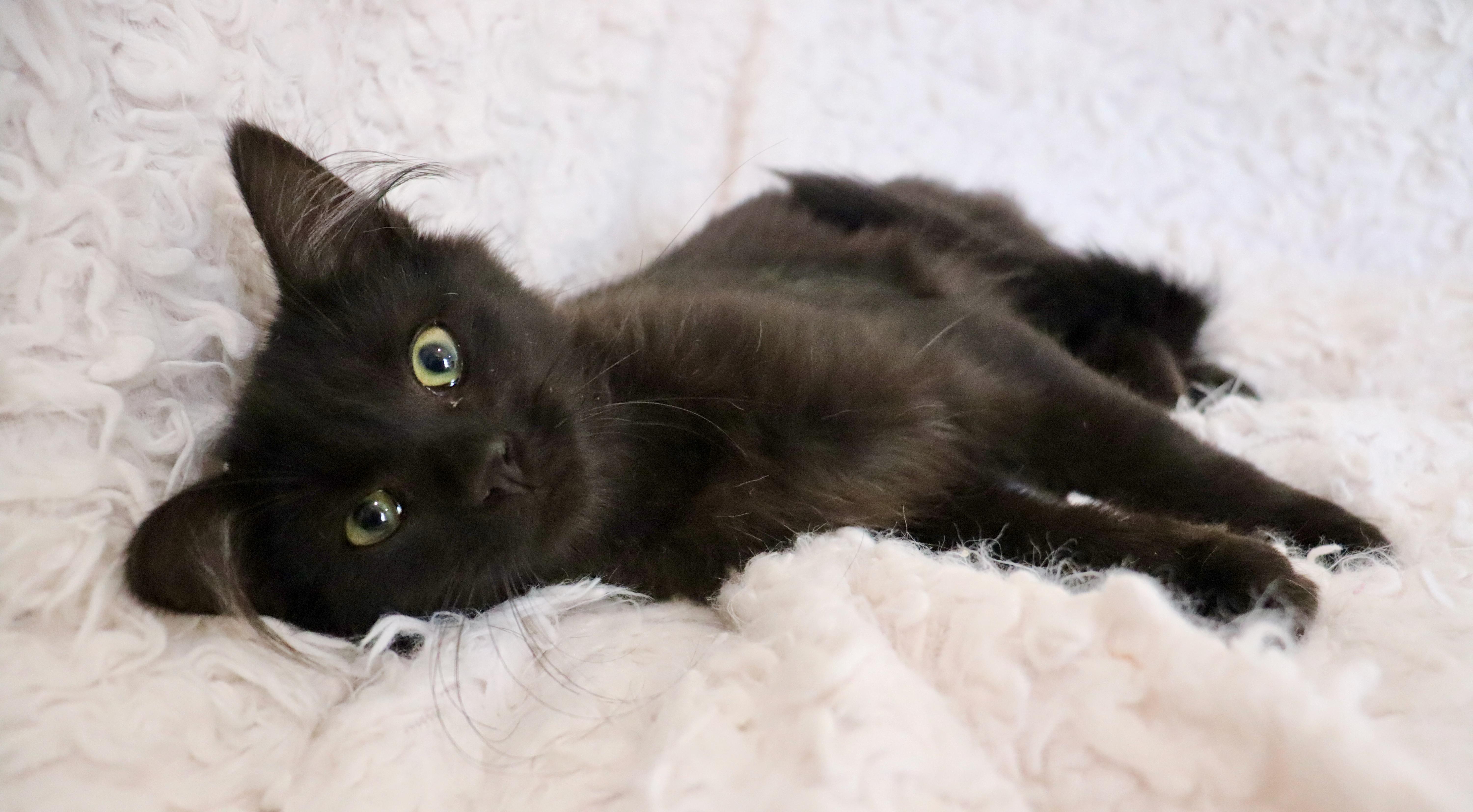 Wizard, an adopted mixed breed in Saint Augustine, FL image 2/5