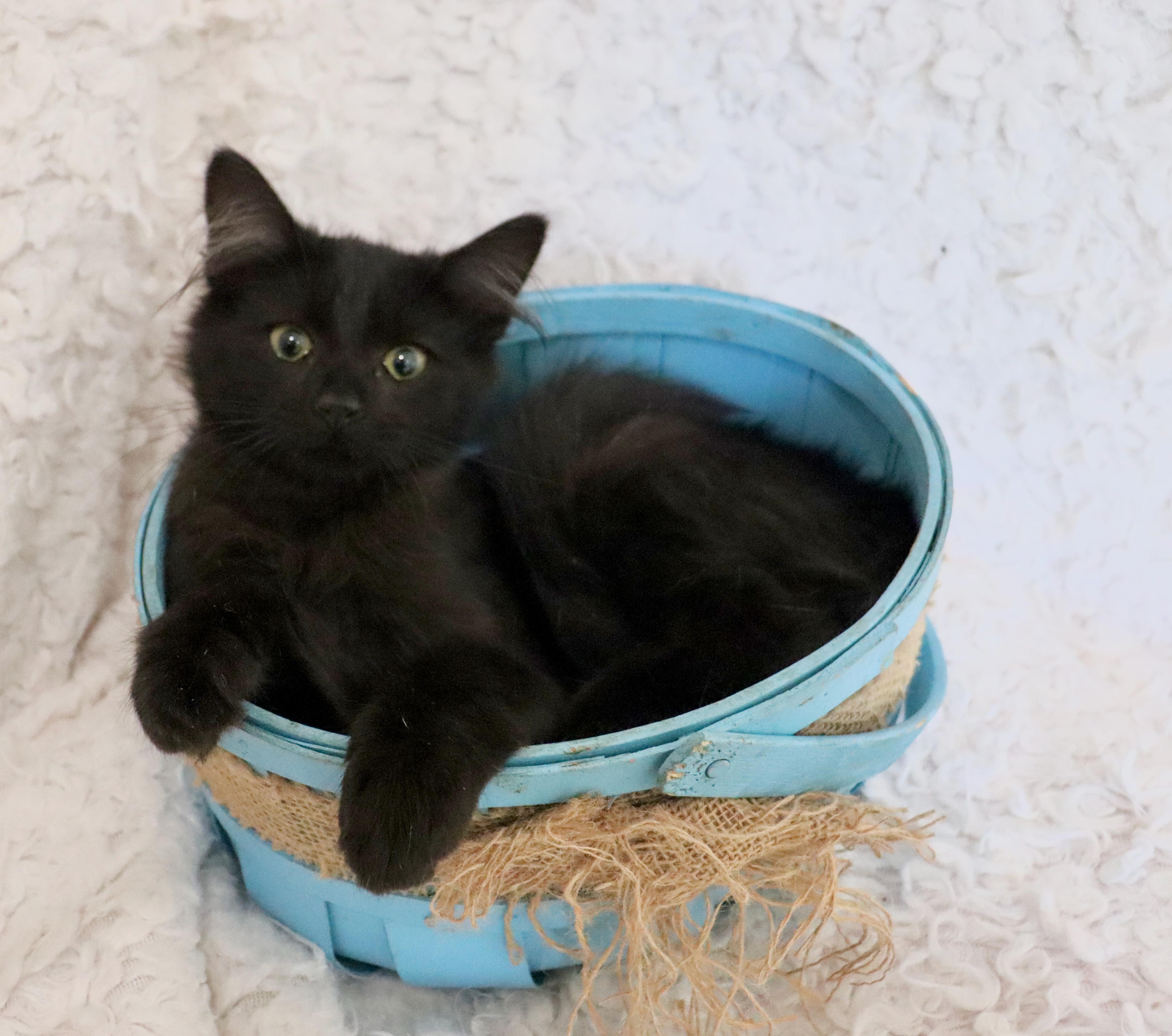 Wizard, an adopted mixed breed in Saint Augustine, FL image 3/5