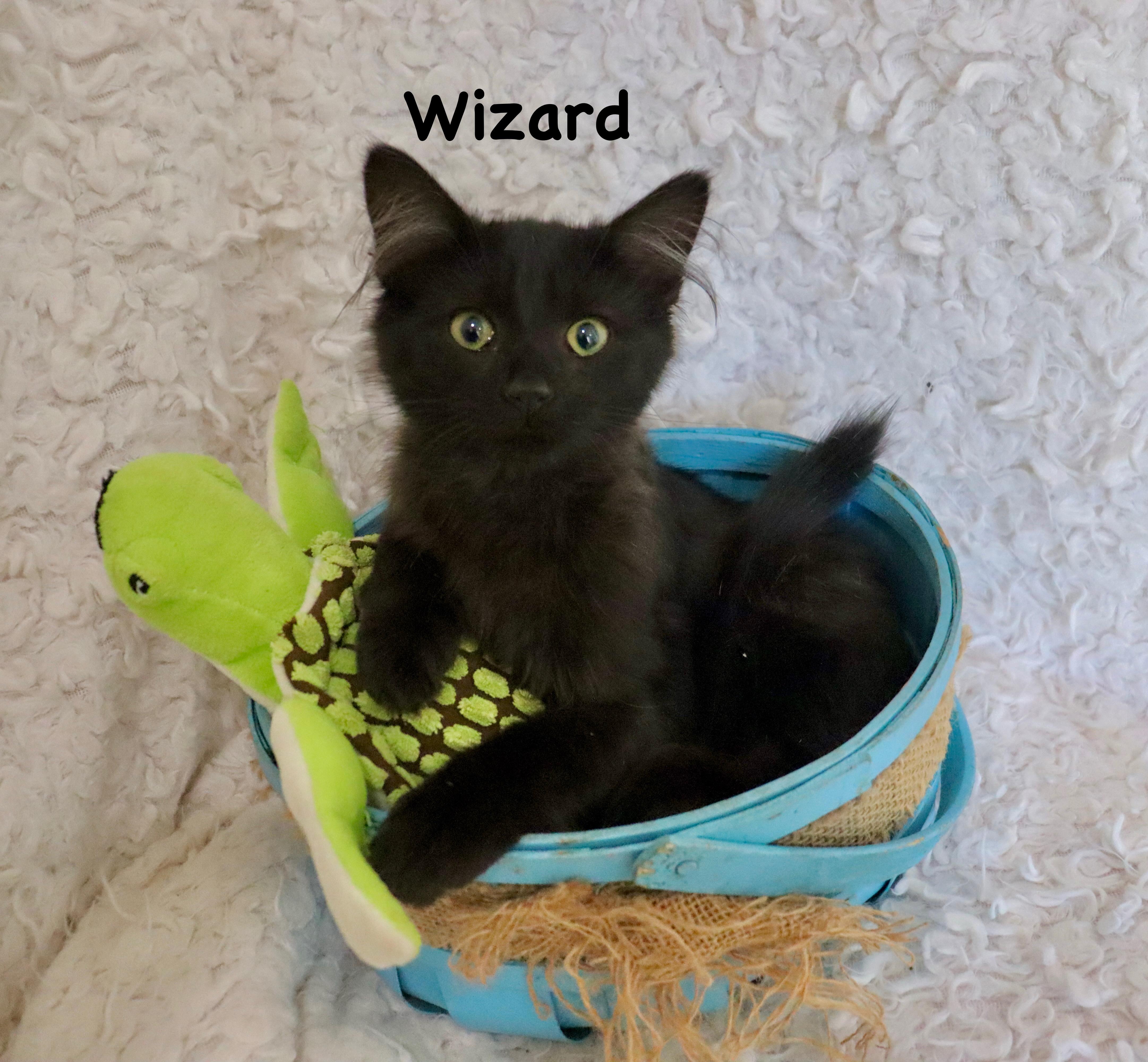 Wizard, an adopted mixed breed in Saint Augustine, FL image 1/5