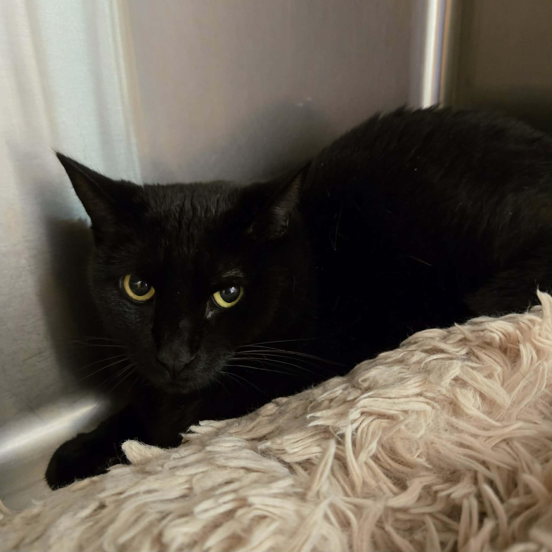 Gunther and Grover (BONDED PAIR), ADOPTABLE, Senior Male Domestic Short Hair.