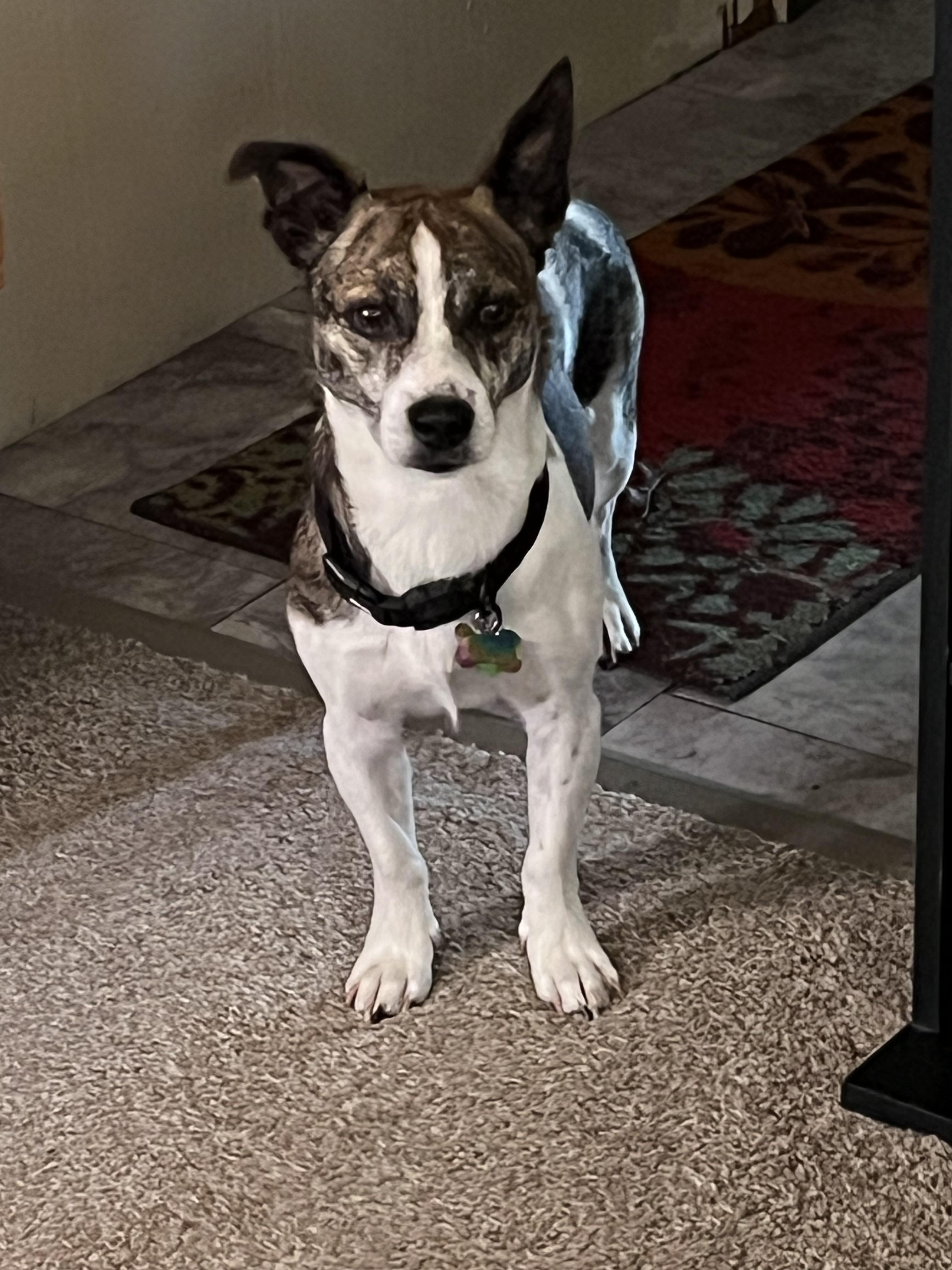 Enlarge Junior Muggsy, a Adopted mixed breed in Twin Falls, ID image 1/1