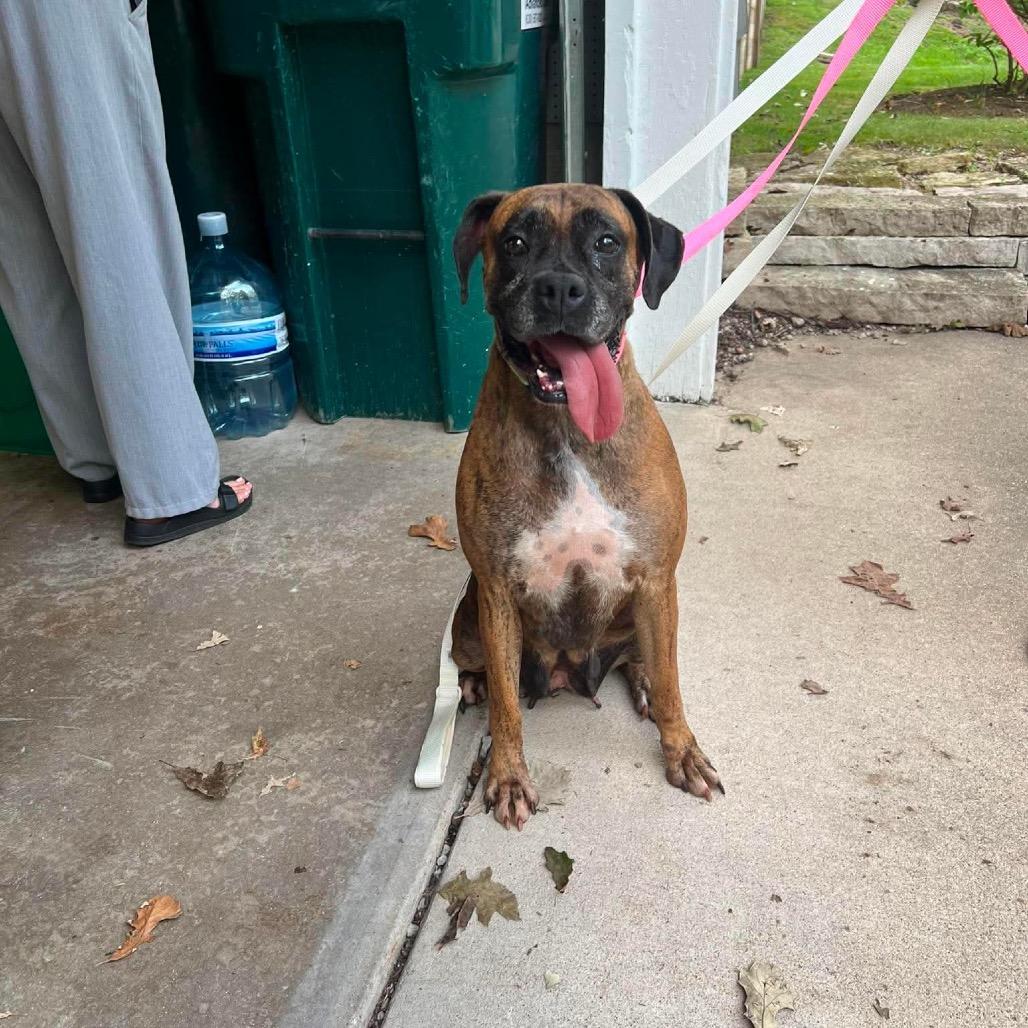 Eclair, Adoptable, Adult Female Boxer.